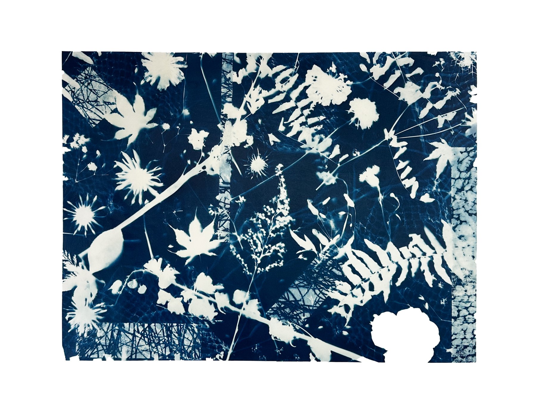 Layered Botanicals, No. 4