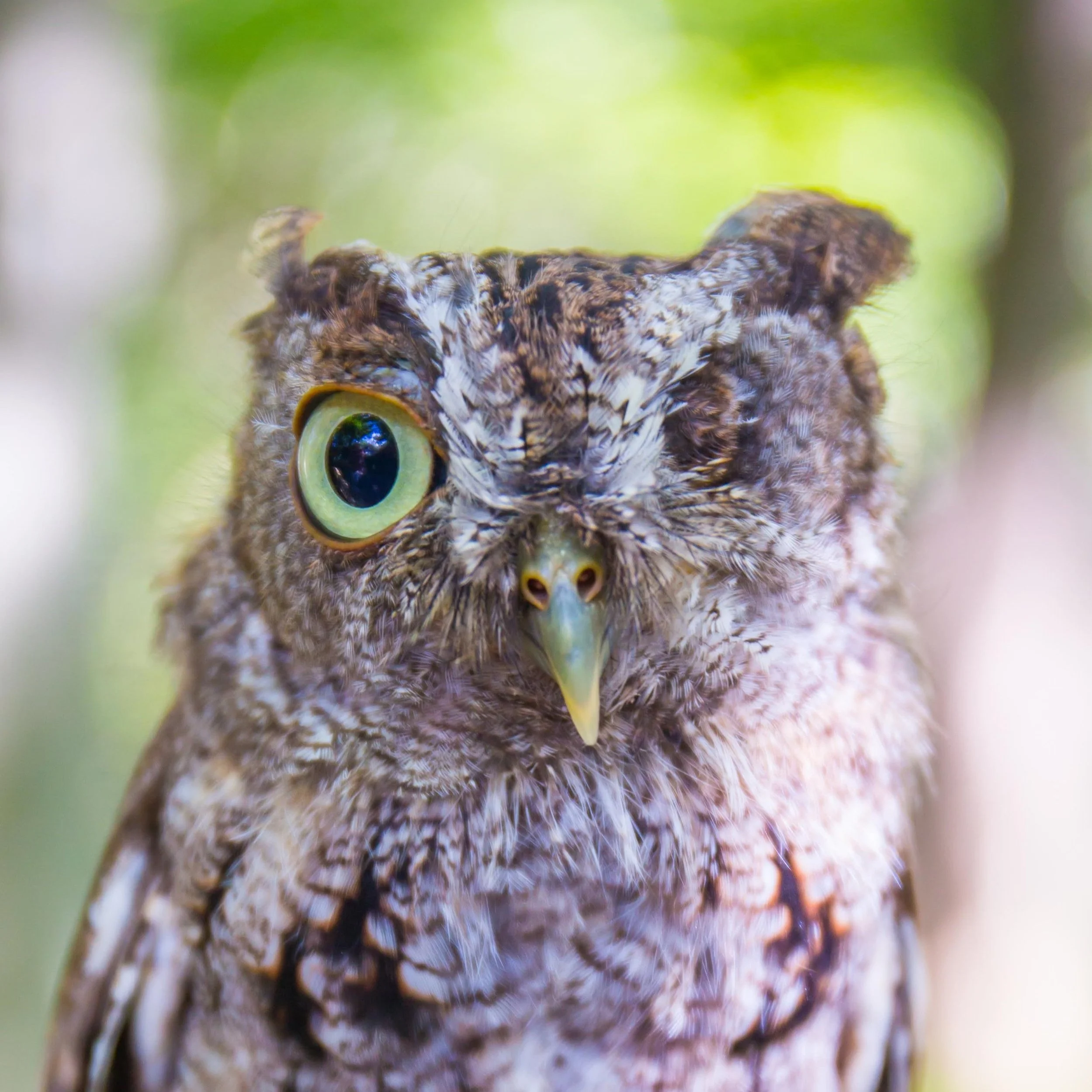 Busch Wildlife Sanctuary to stay at Jupiter site one more year before move west of town