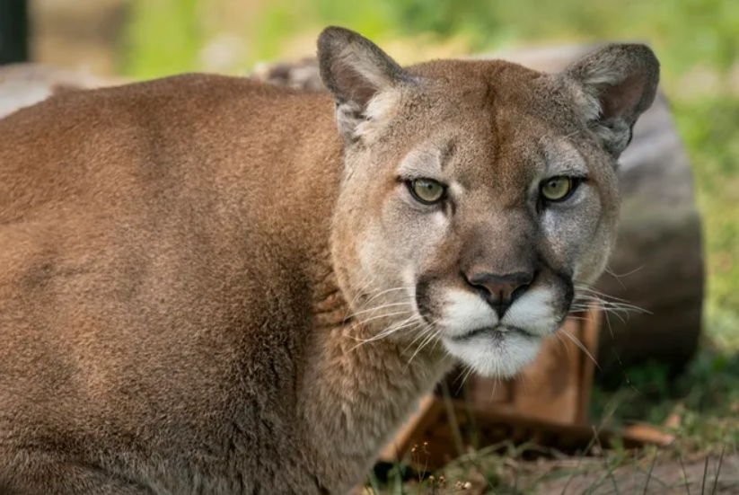 Palm Beach Post: Charlie the Cougar