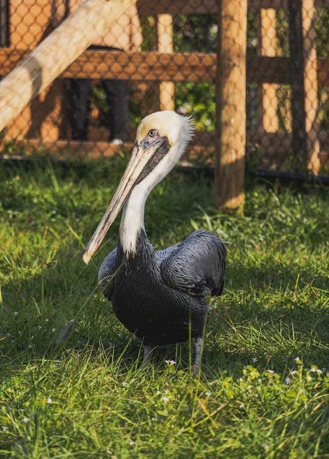 Palm Beach Post: Arvy the Brown Pelican’s 3-year anniversary