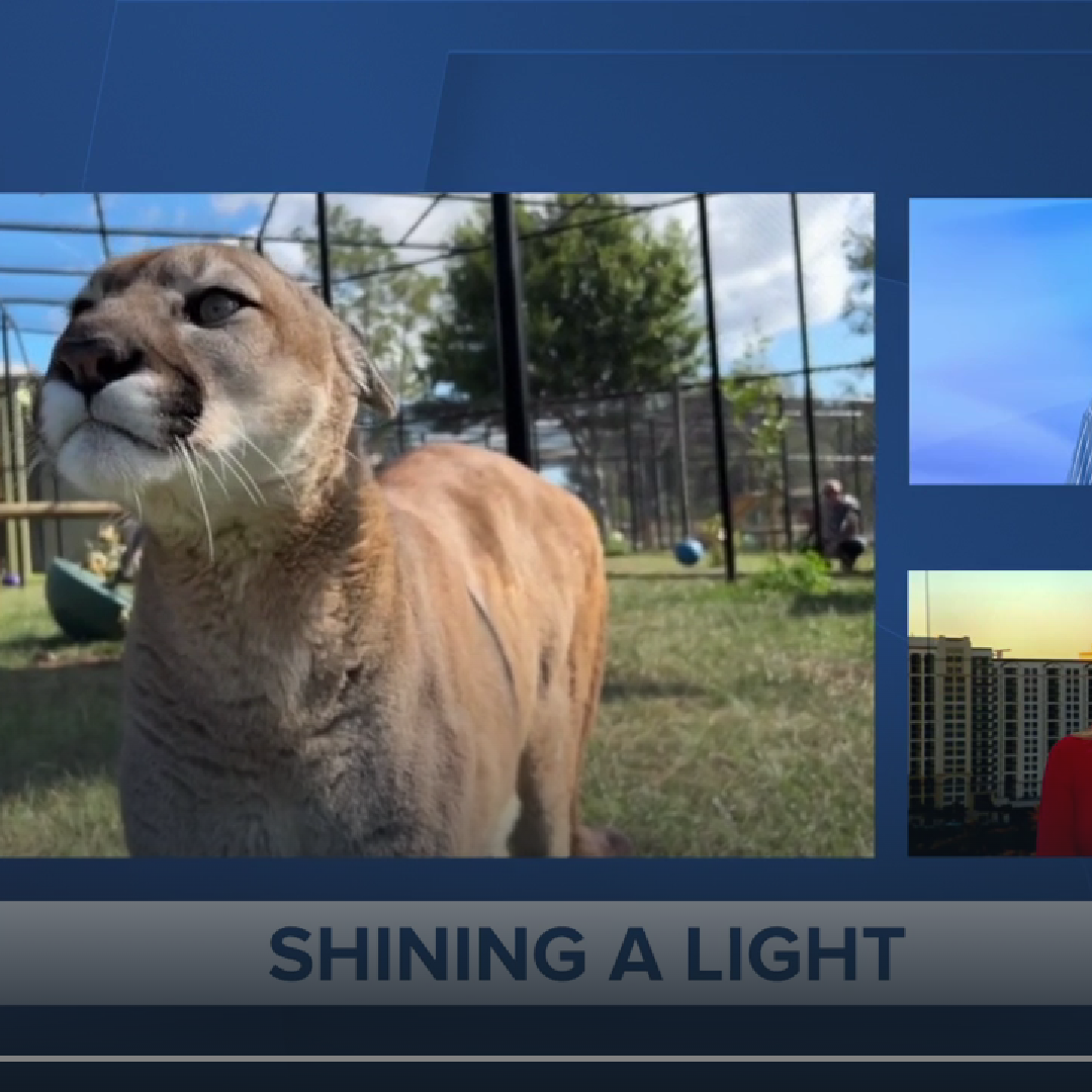WPTV: Cougar’s inspiring journey through ‘dust, wind, and snow’