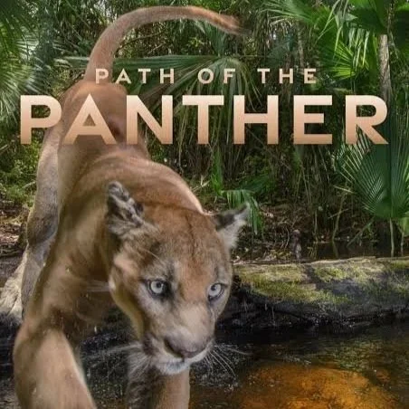 Path of the Panther Movie Night