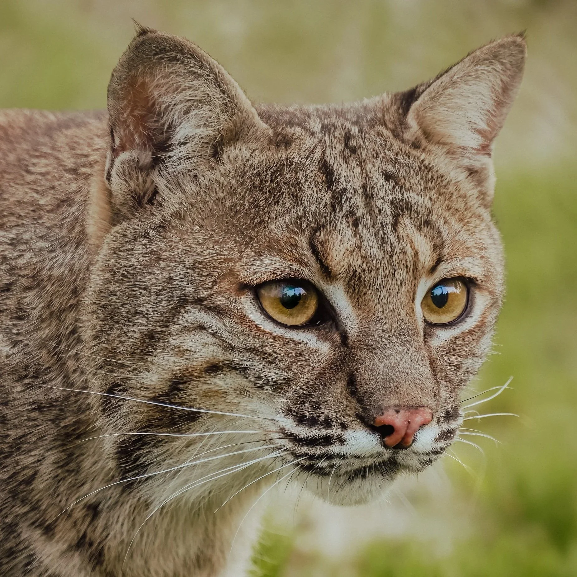 Wine Down with Wildlife: Predators of Florida