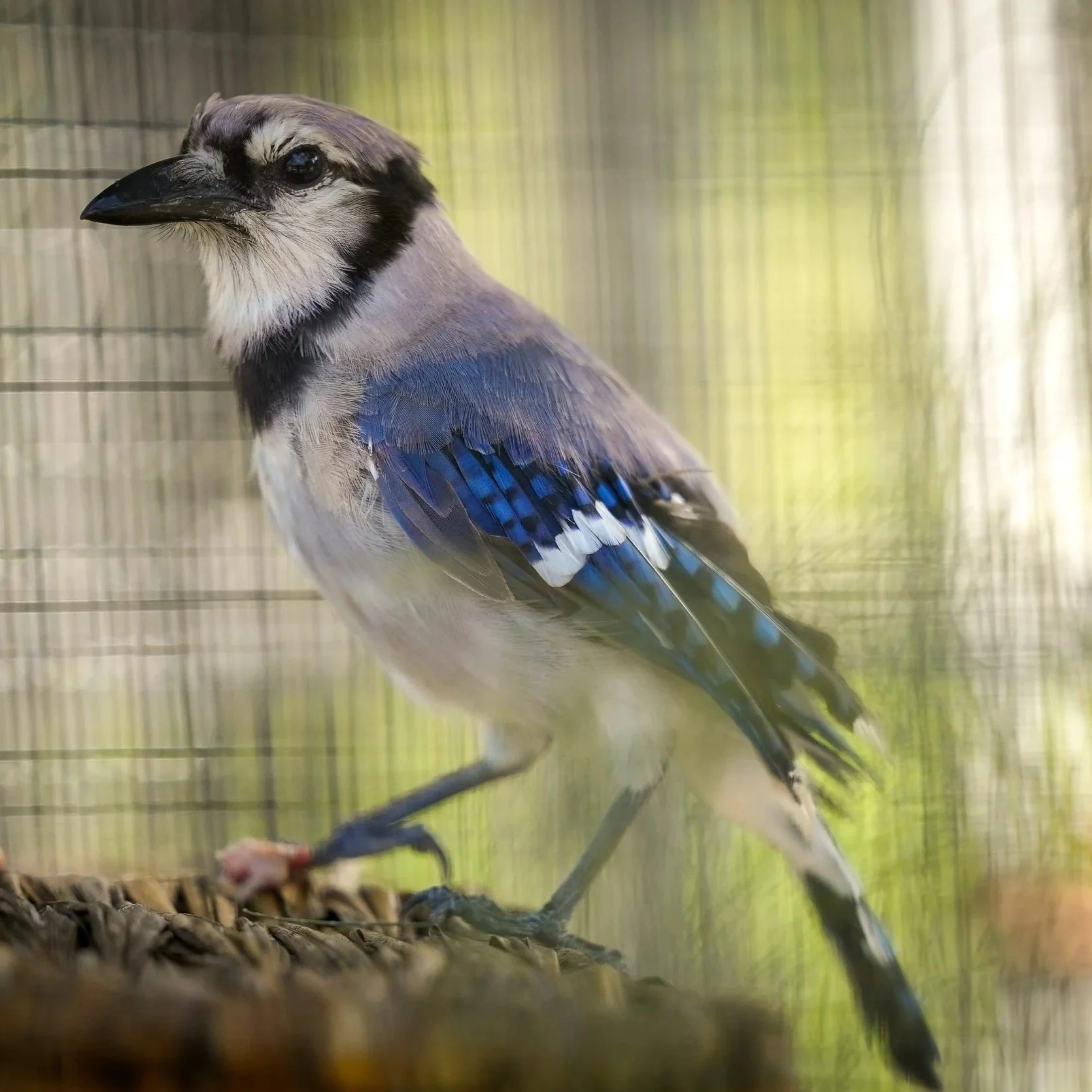 Homegrown & Handmade Fest