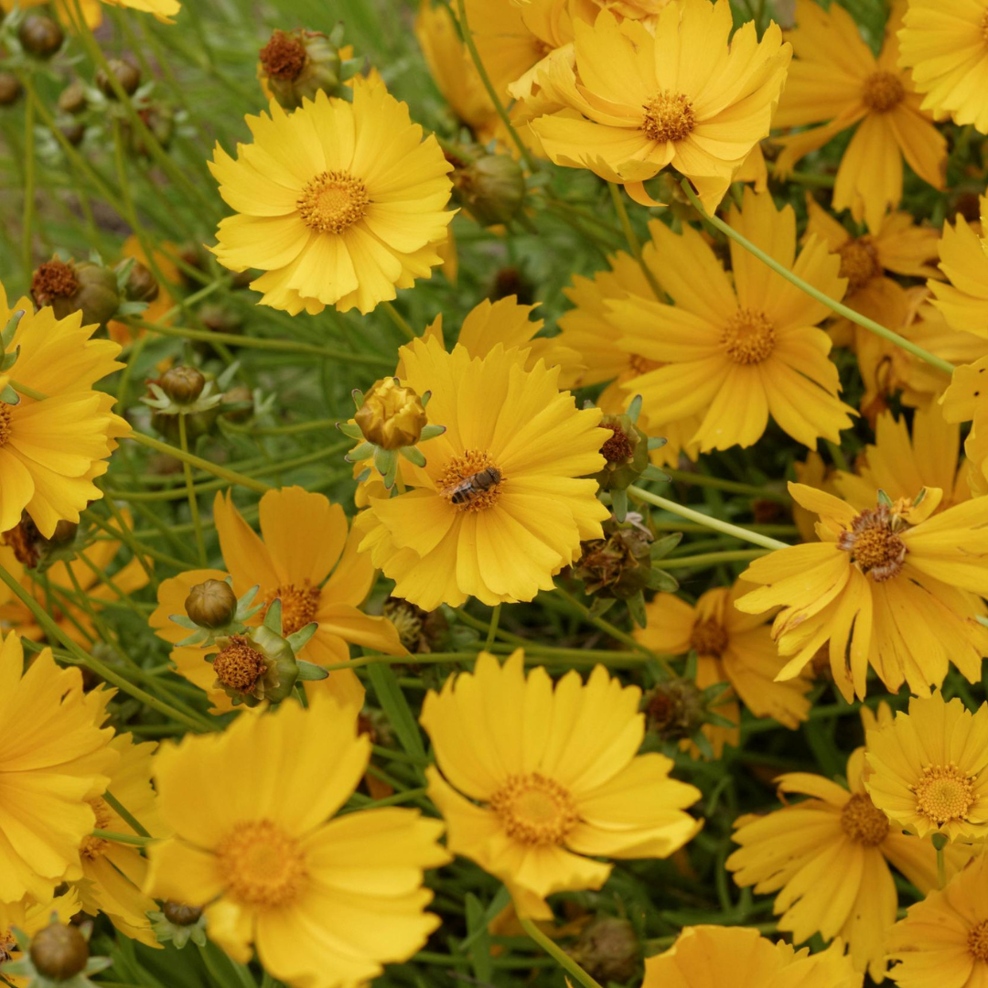 Wine Down with Wildlife: Native Plants