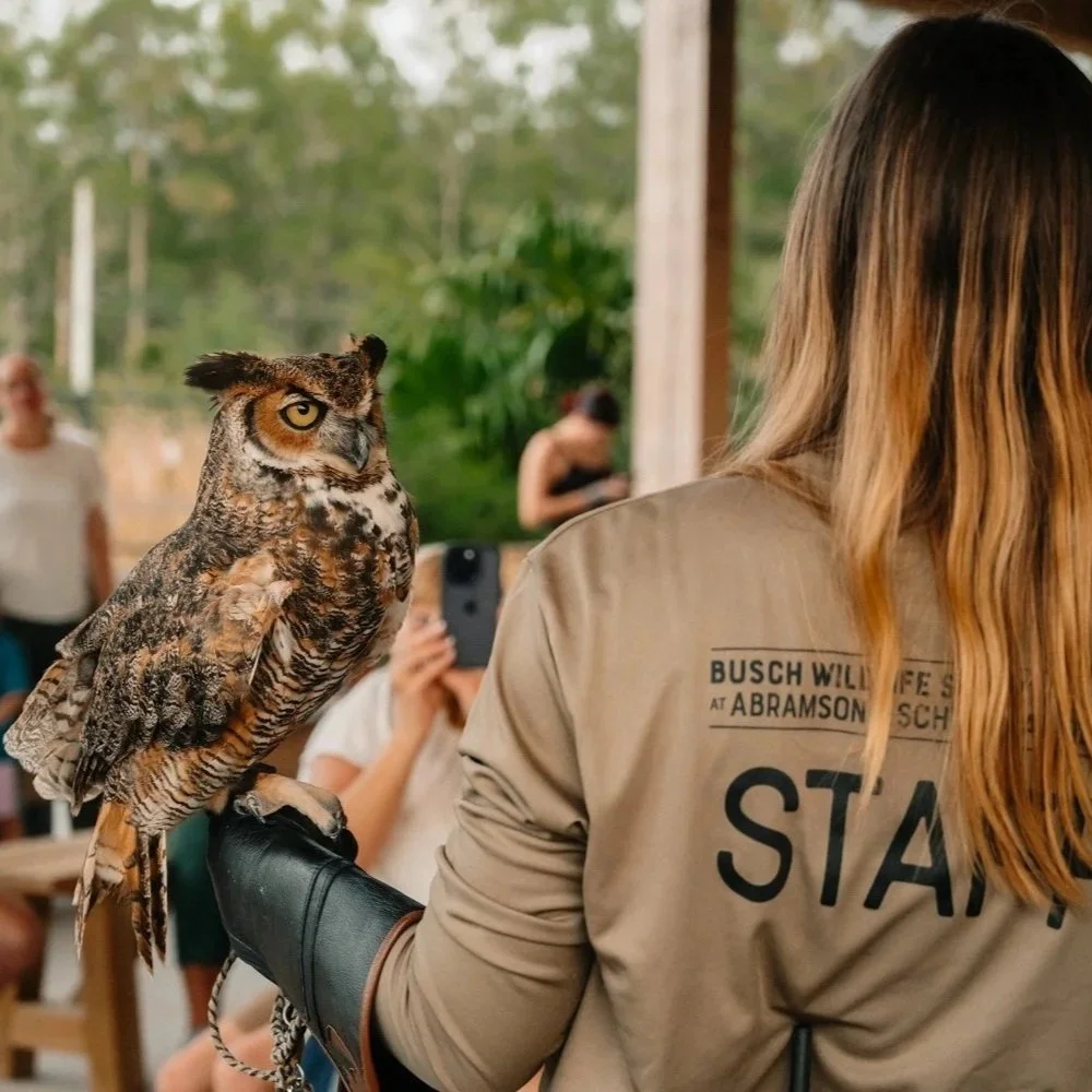 The Parklander: From rescue to release — The work of Busch Wildlife Sanctuary 
