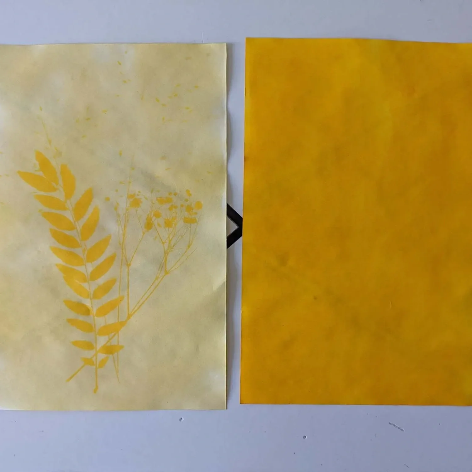 Crafting for Conservation: Sun Printing with Tumeric
