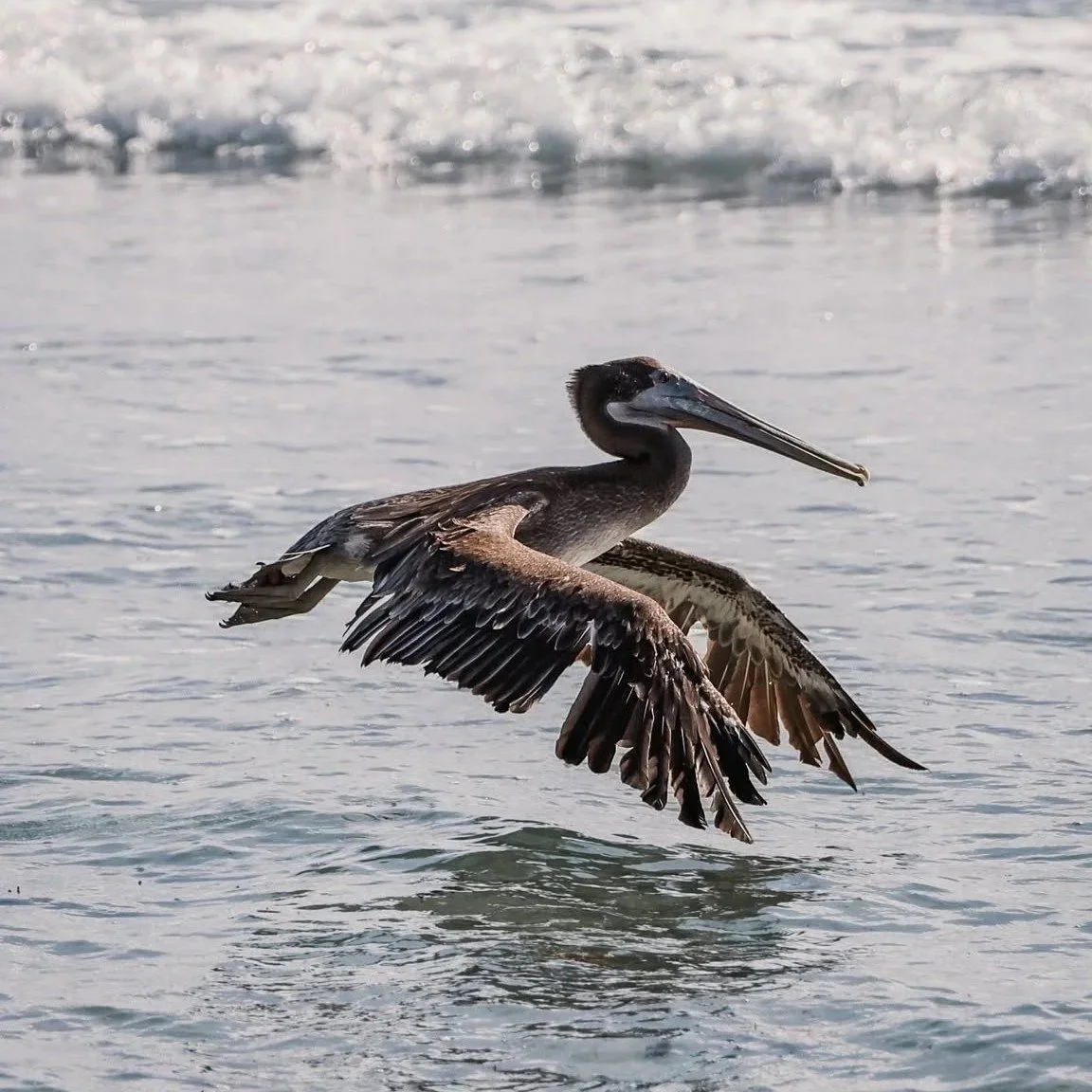 WPBF 25: Brown pelican released in Vero Beach after weeks of rehabilitation