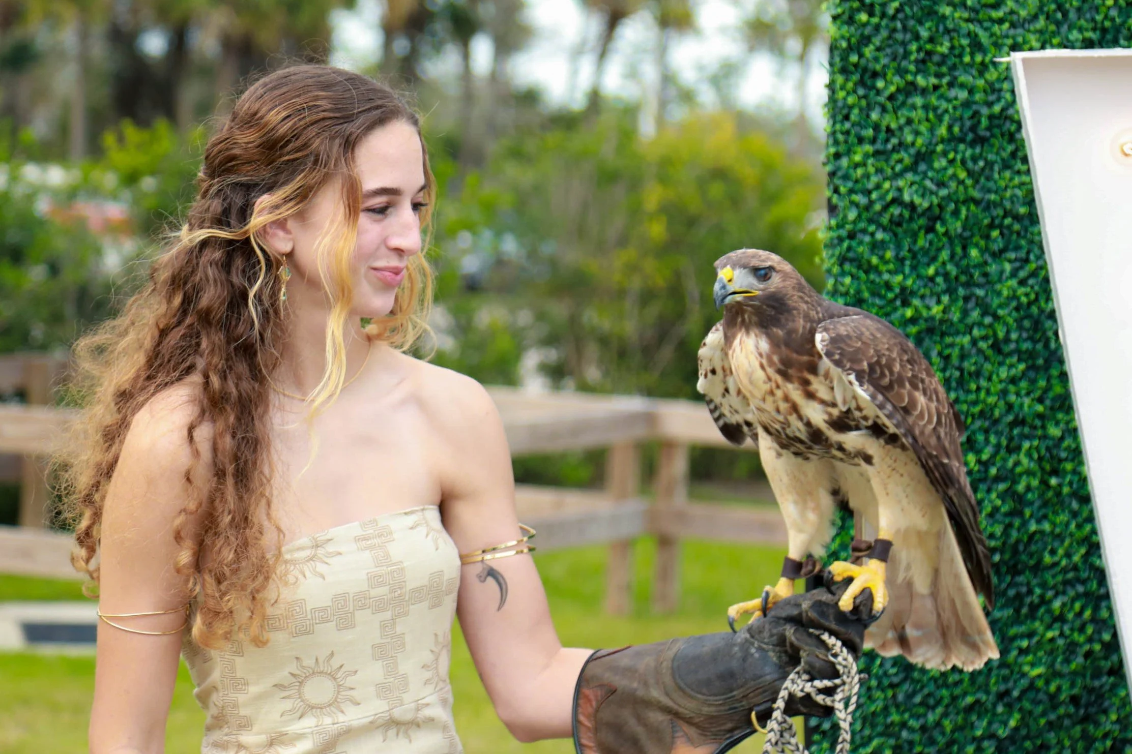 Sarah Beattie & Astrid, the Red-tailed Hawk.jpg
