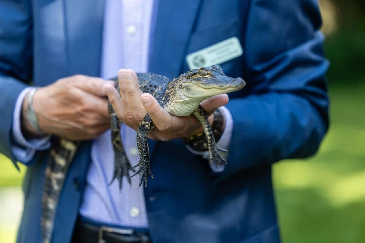 Blue, the American Alligator.jpeg