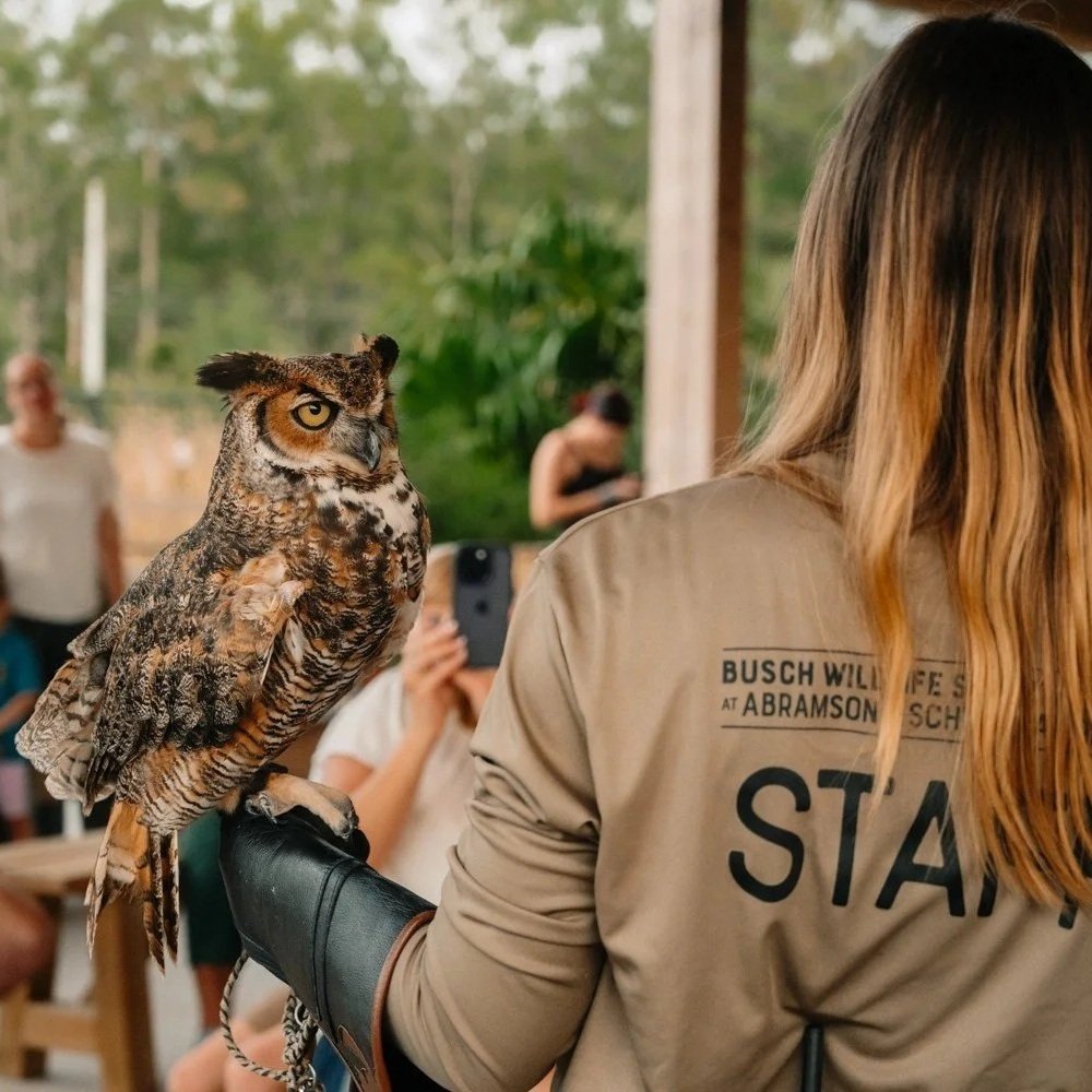 Wine Down with Wildlife: All About Owls