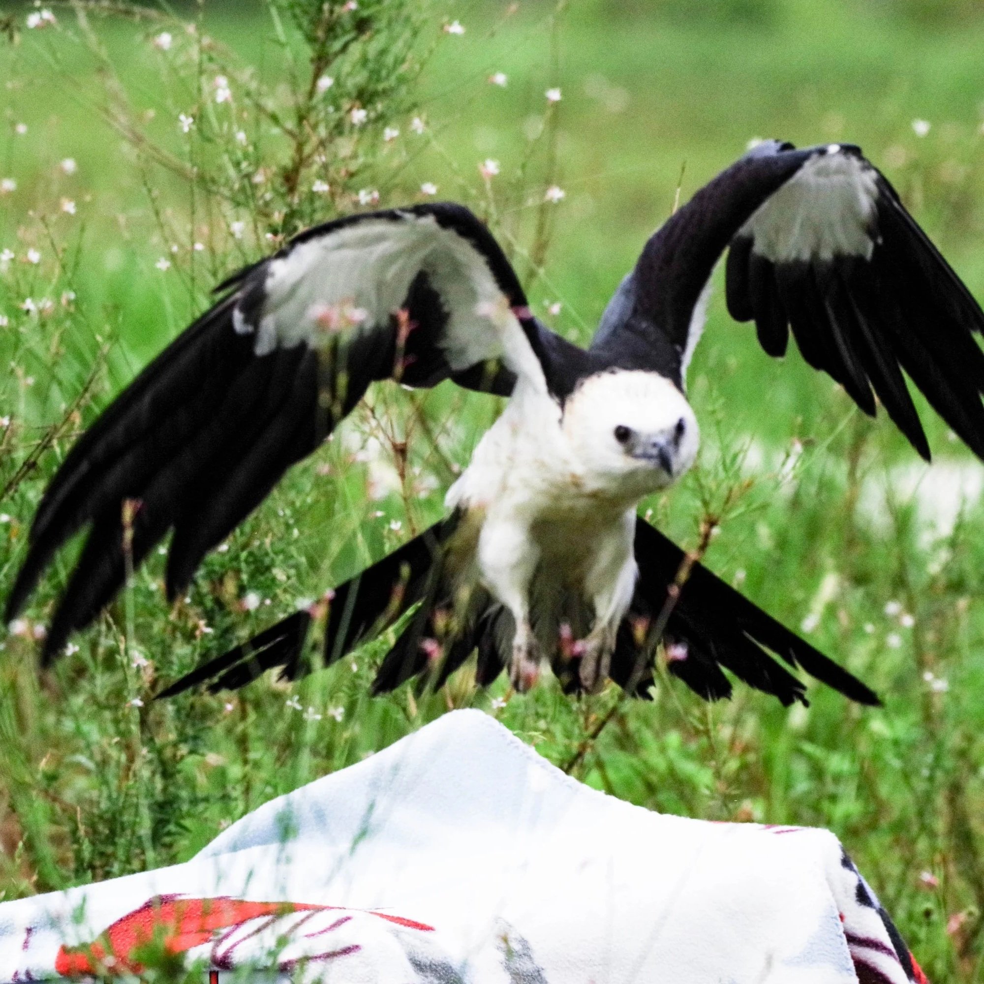 Wine Down with Wildlife: Tracking Kites