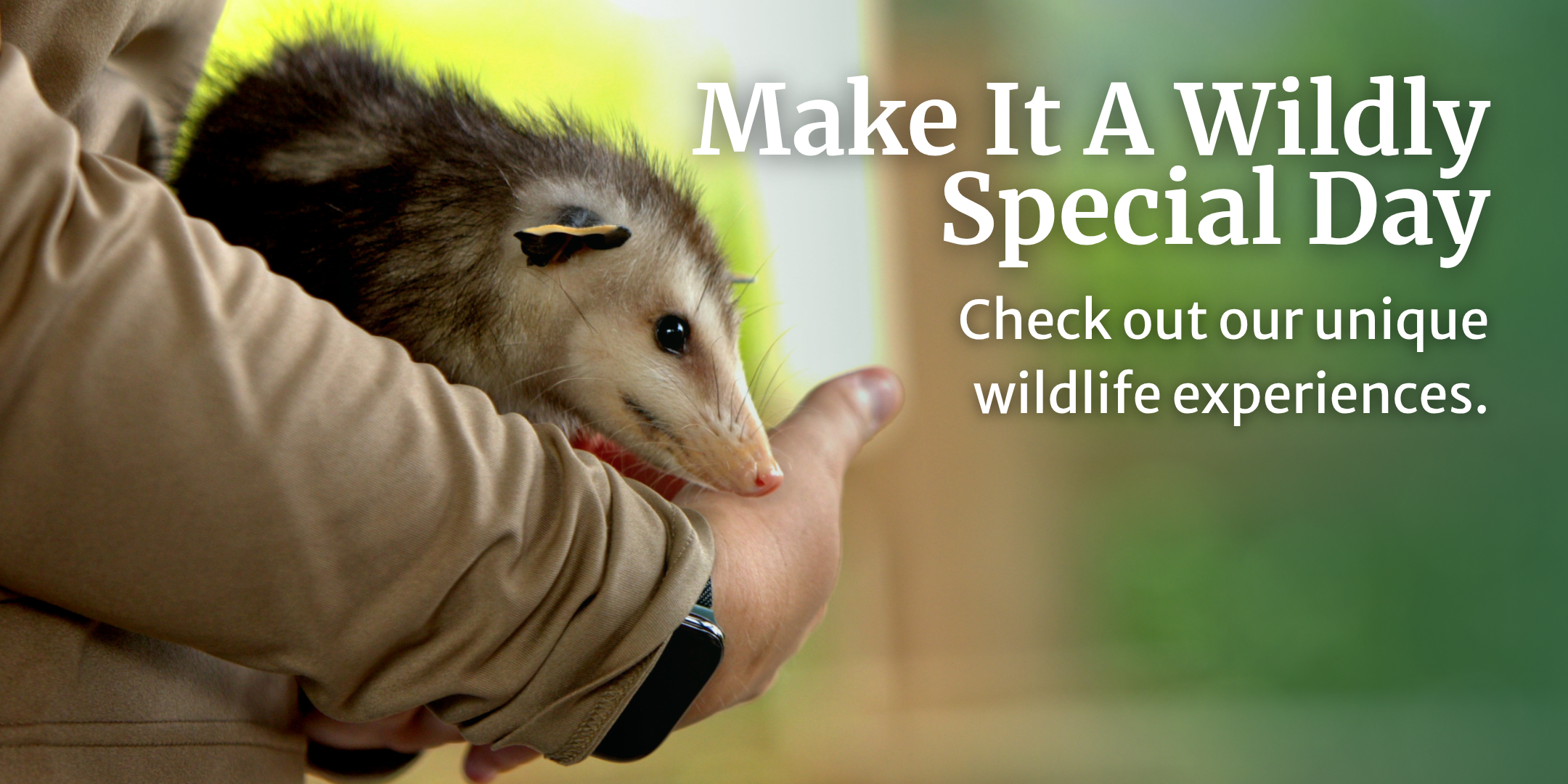 Make It A Wildly Special Day.png