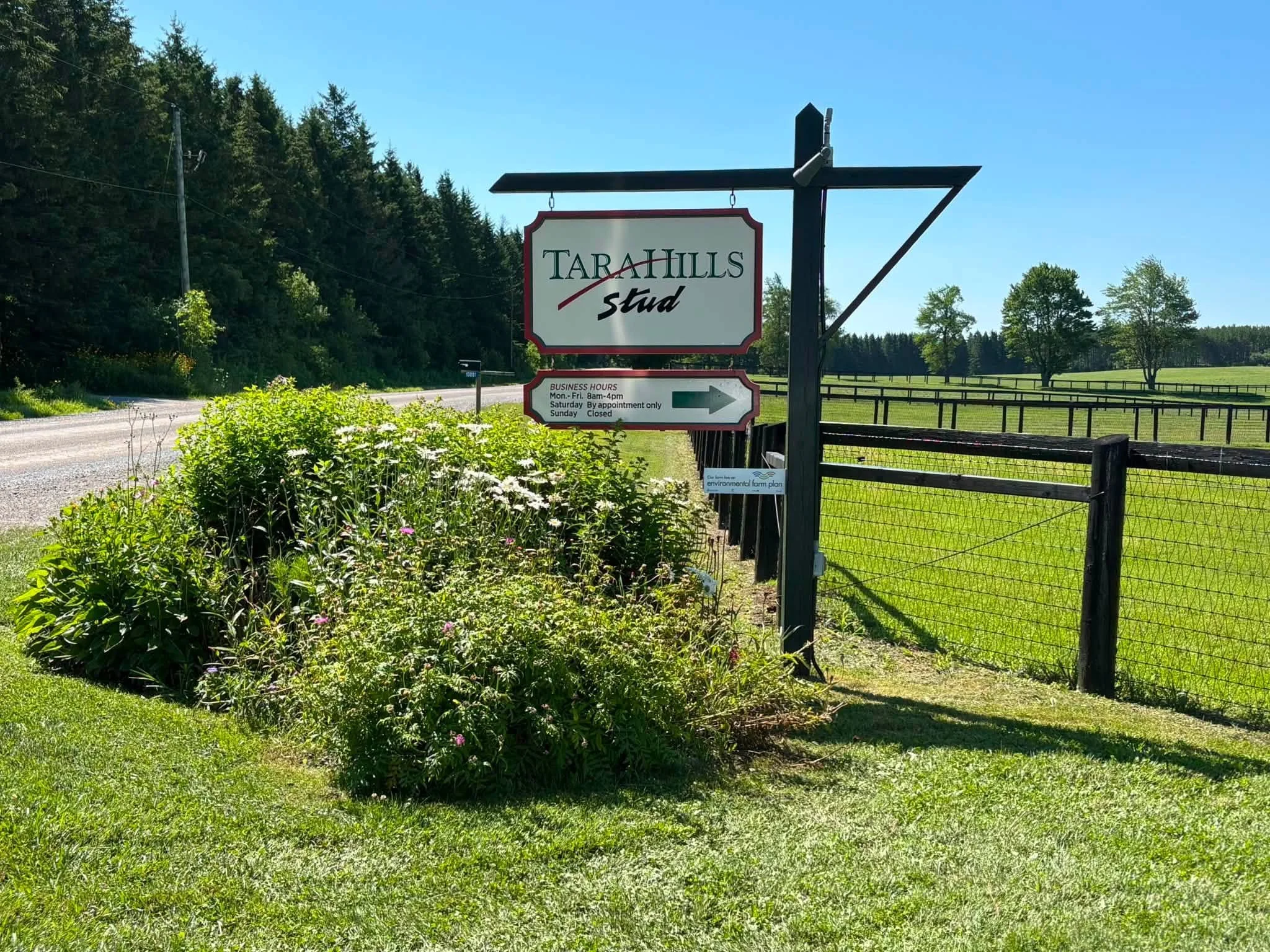 Yearling Spotlight: Tara Hills Stud Ltd