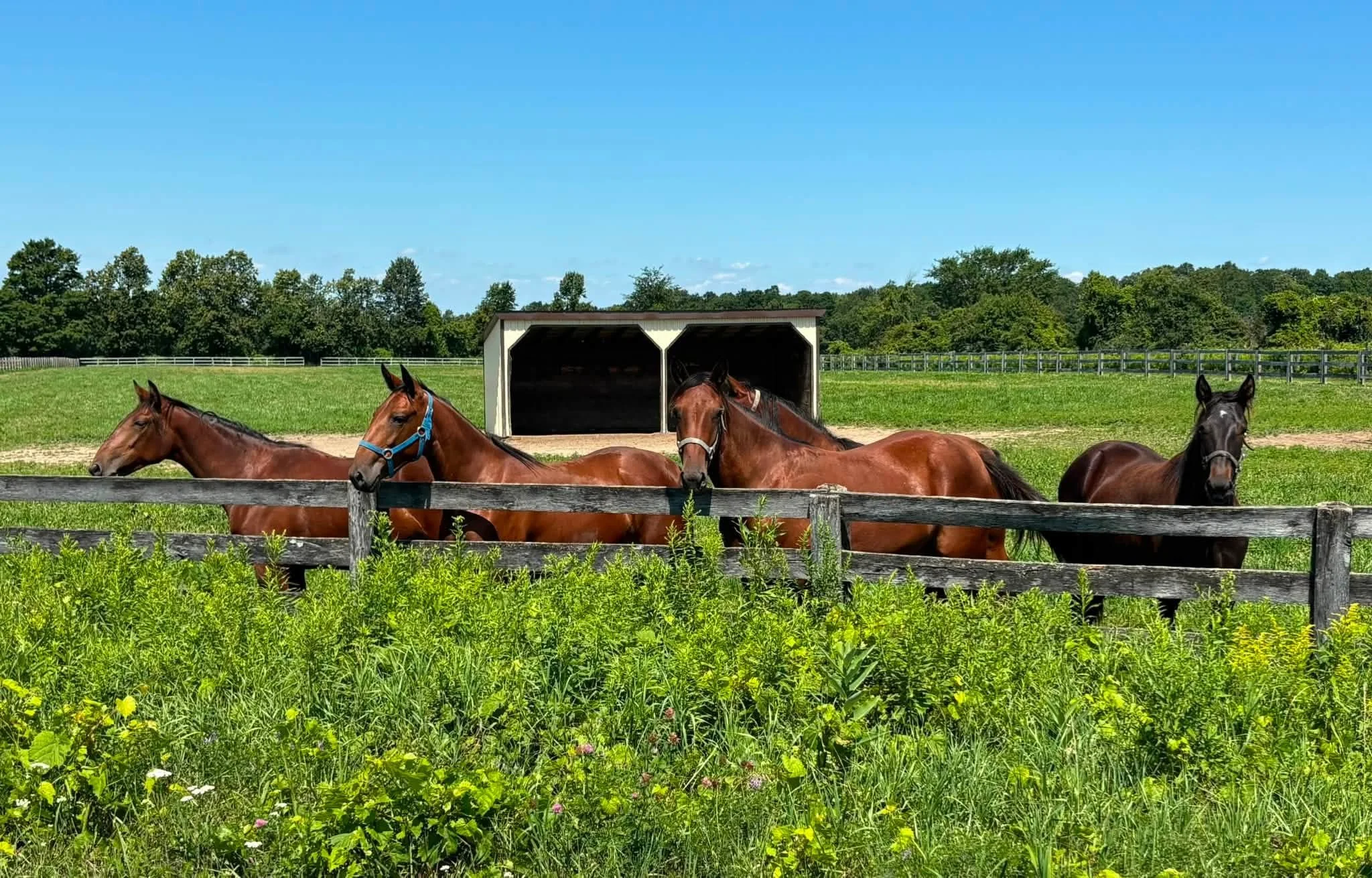 Yearling Spotlight: Erinwood Equine 