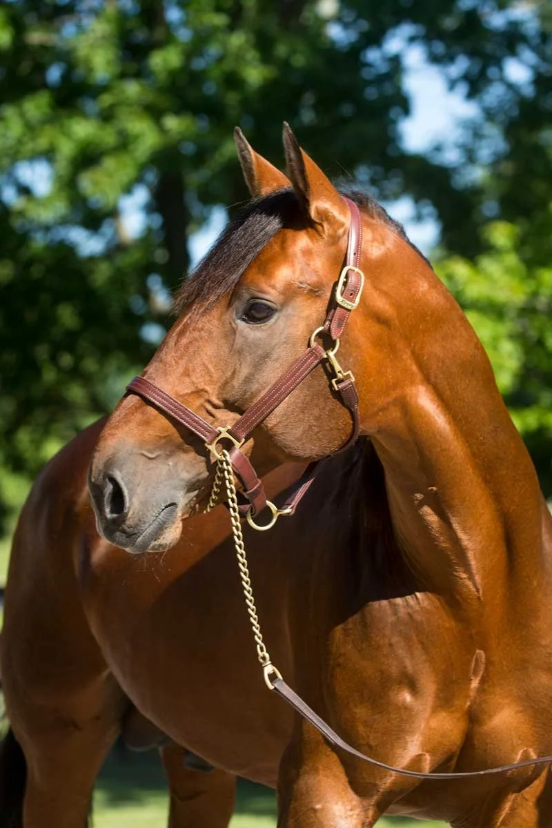 Yearling Spotlight: Seelster Farms - Raising Champions 