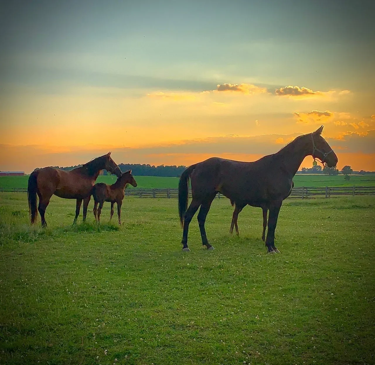 Yearling Spotlight: Princeton Farms