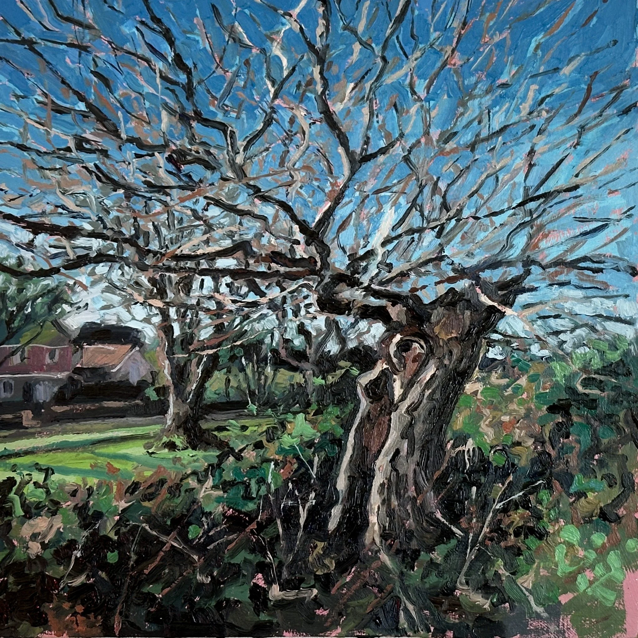 'The Midsummer Tree', oil on board, (20x20cm), 2026 (£495.00 Available in shop)