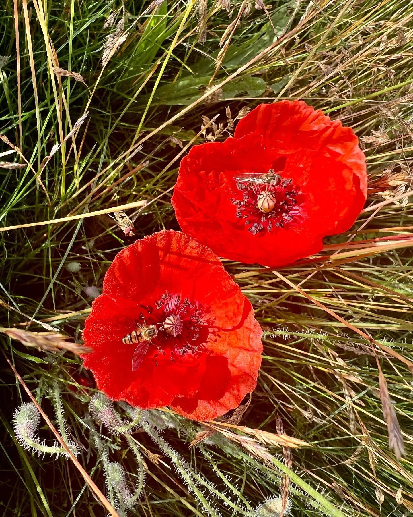 It’s all out there waiting to be seen if you look hard enough #countryside #butterflies #summer #poppies #landscape
