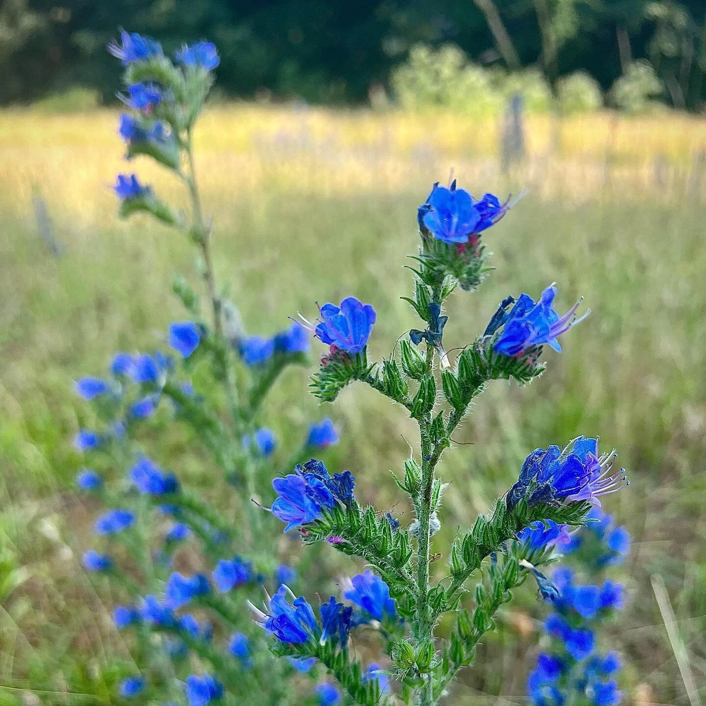 Wandering amongst wildflowers today, some easier to spot than others: Echium vulgare (common viper’s bugloss), Anacamptis pyramidalis (pyramidal orchid), Ophrys apifera (bee orchid) and Centaurium erythraea (common centaury. A lot of spellings
