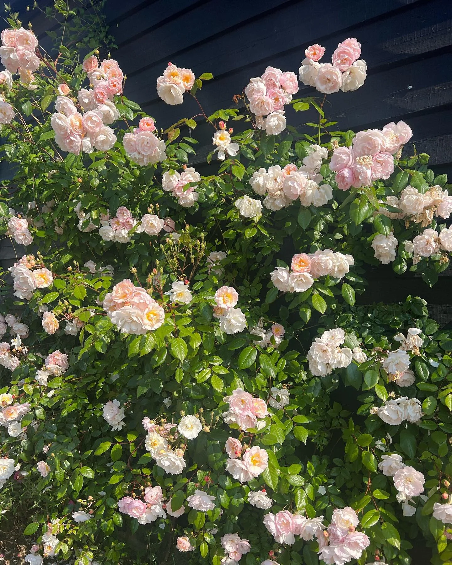 Roses: During lockdown, thankfully three years ago now, I got a bit carried away and ordered roses from @david_austin_roses to pass the time, including one with each of my children’s names 🥰  and dotted them about. The investment has repaid in