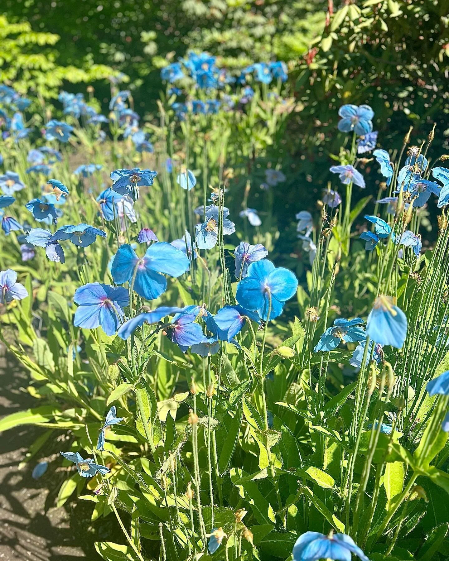 Eye-catching Meconopsis ‘Slieve Donard’ looking impossibly sky blue in @rbgedinburgh along with a ginormously tall beech hedge and homage to all plants Chinese including stunning tree peonies. Surely one of the most appealing botanic gard