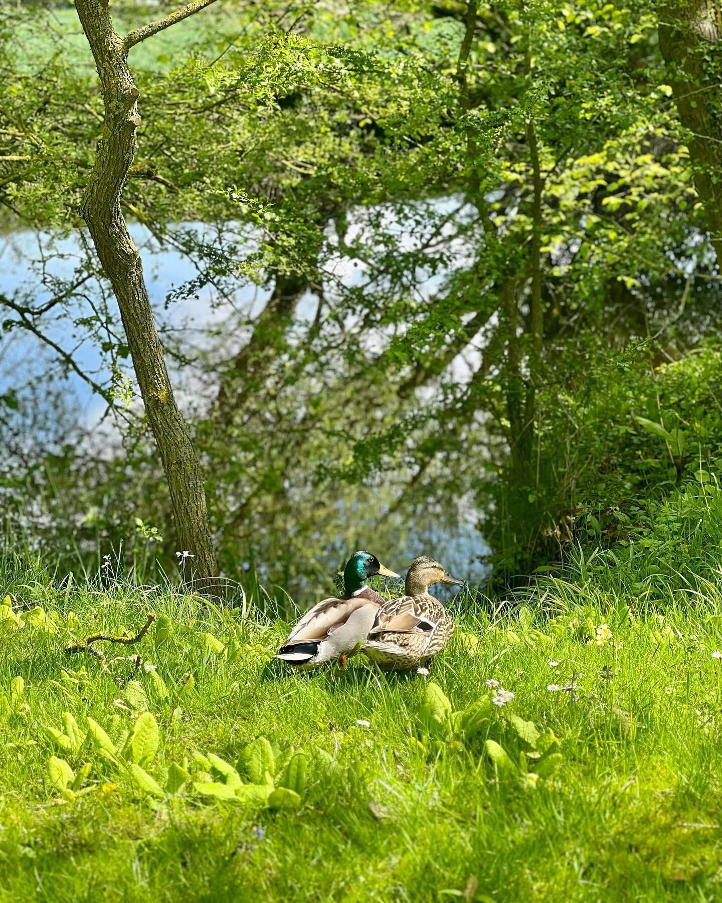 Mr and Mrs Duck surveying the scene, sheep in a meadow, a cuckoo calling for a mate, apple blossom and finally a sunny, warm day. All pretty perfect - it’s due to rain tomorrow 😉 #ducks #hornbeam #woods #englishlandscape #cuckoo #landscapephot