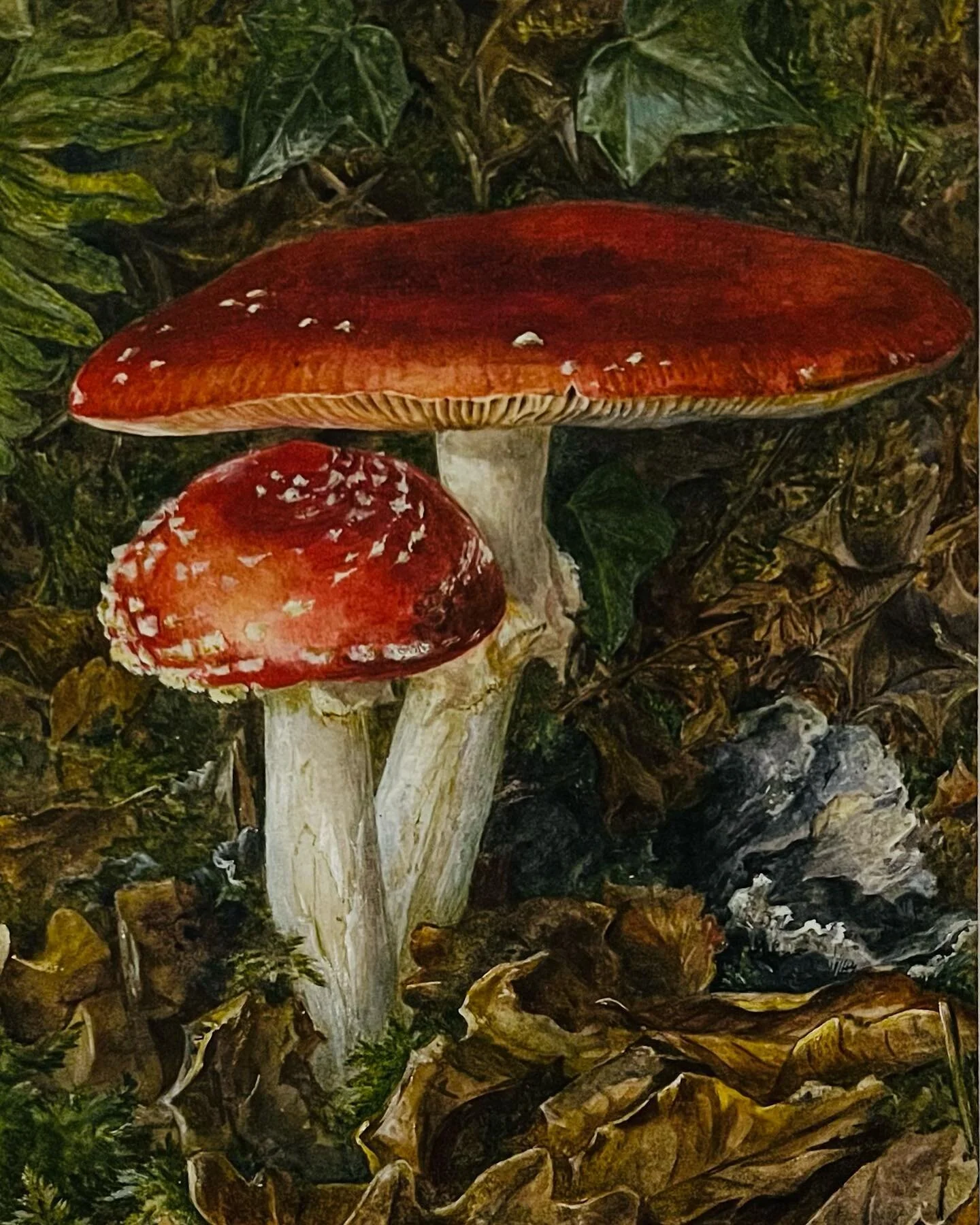 Happy to have caught the end of ‘Beatrix Potter: Drawn to Nature’ at the V&A. One hundred and twenty years later, her paintings and drawings retain her zest for life and insatiable curiosity. She spent ten years studying mycology and