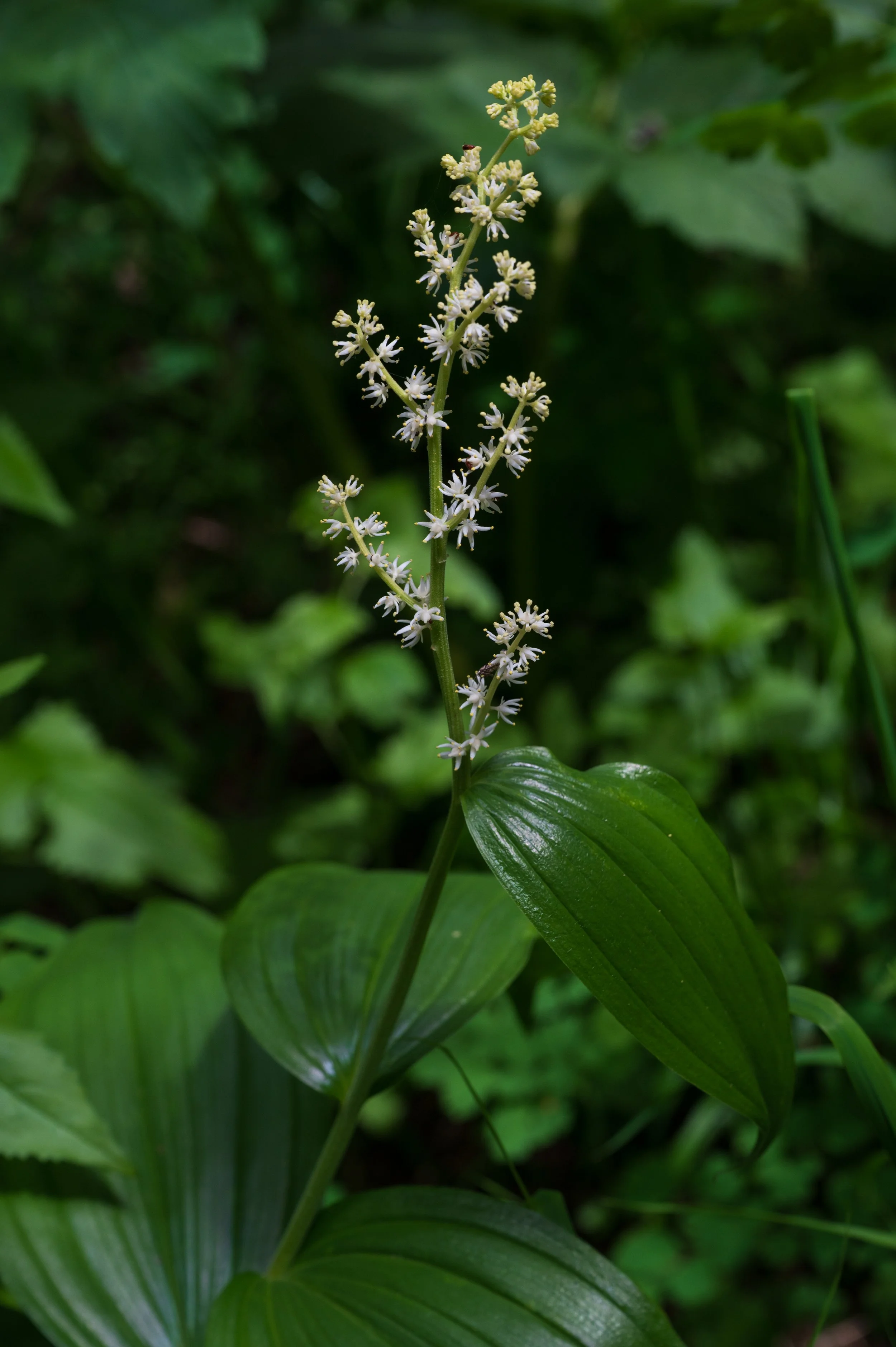 False Solomon's-Seal - Smilacina racemosa