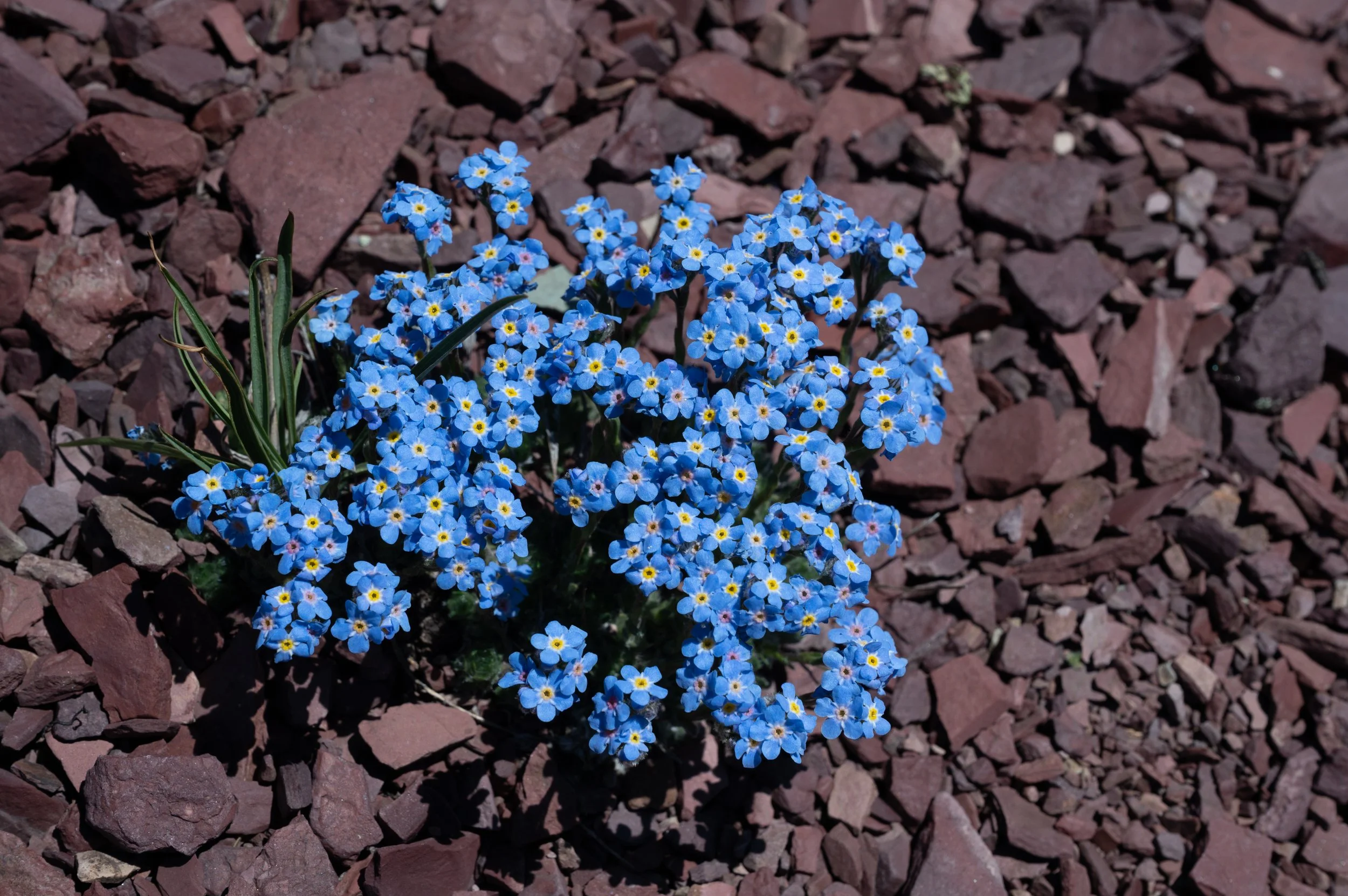 Alpine Forget-me-nots - Lupinus polyphyllus