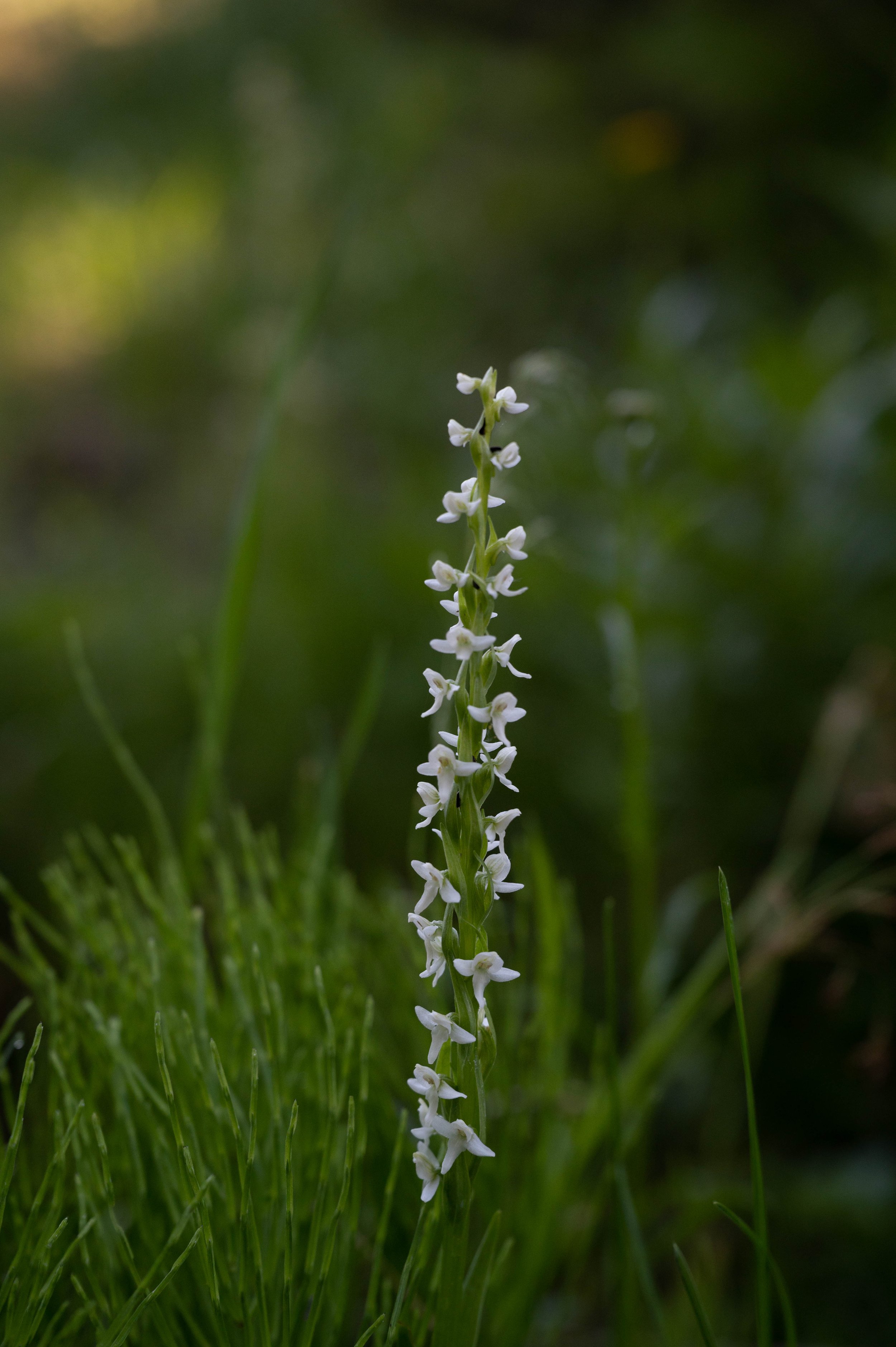 Bog Orchid