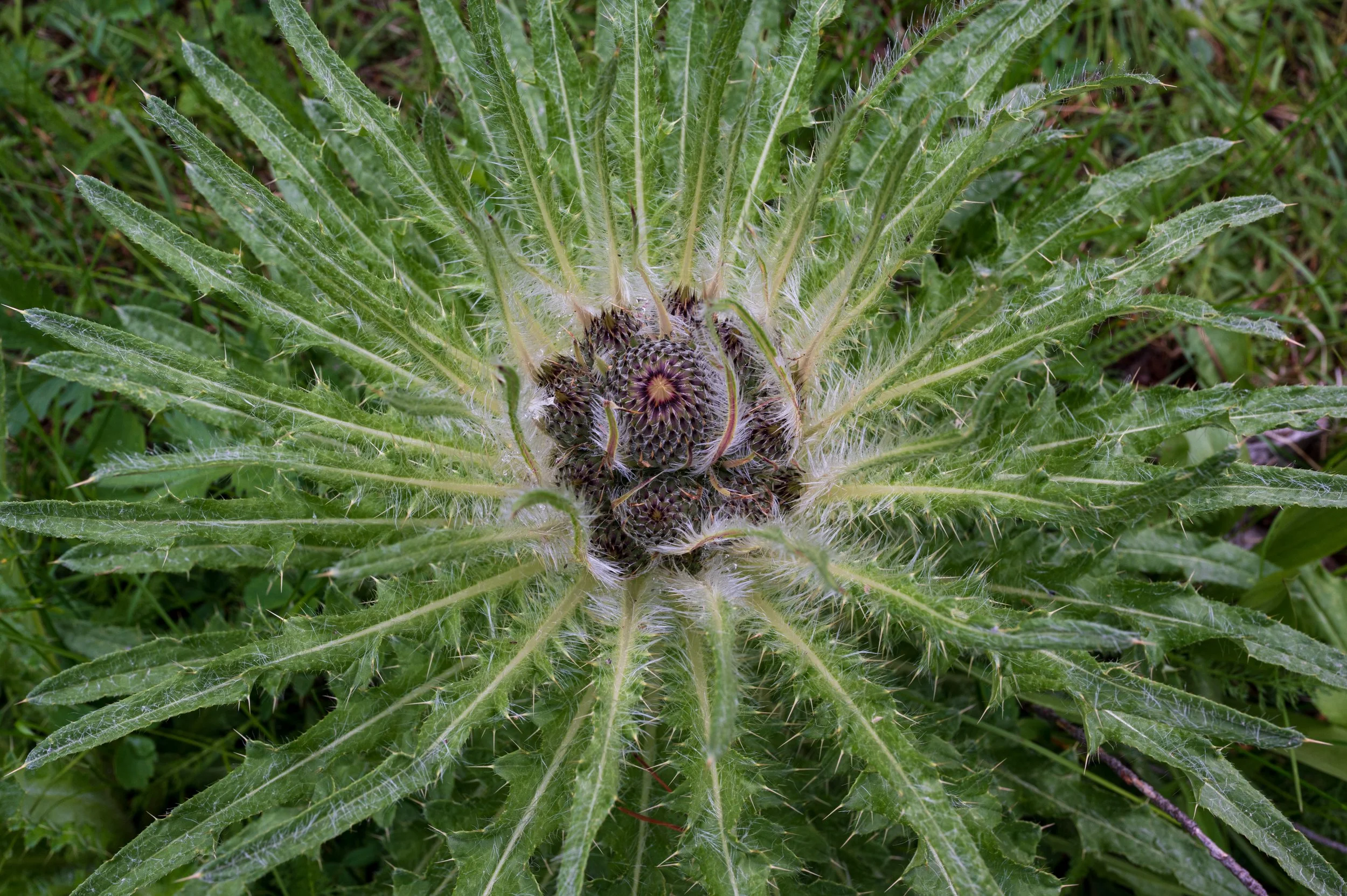 Elk Thistle - Cirsium scariosum