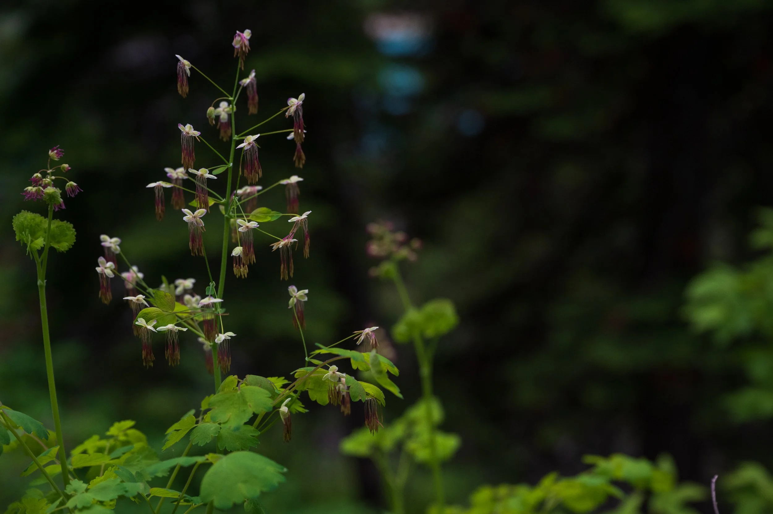 Western Meadowrue - Thalictrum occidentale