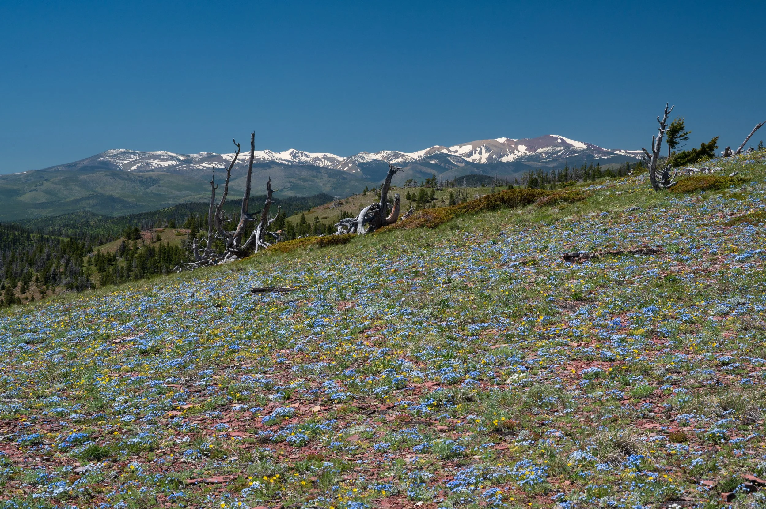 Alpine Forget-me-nots on Rodgers Pass