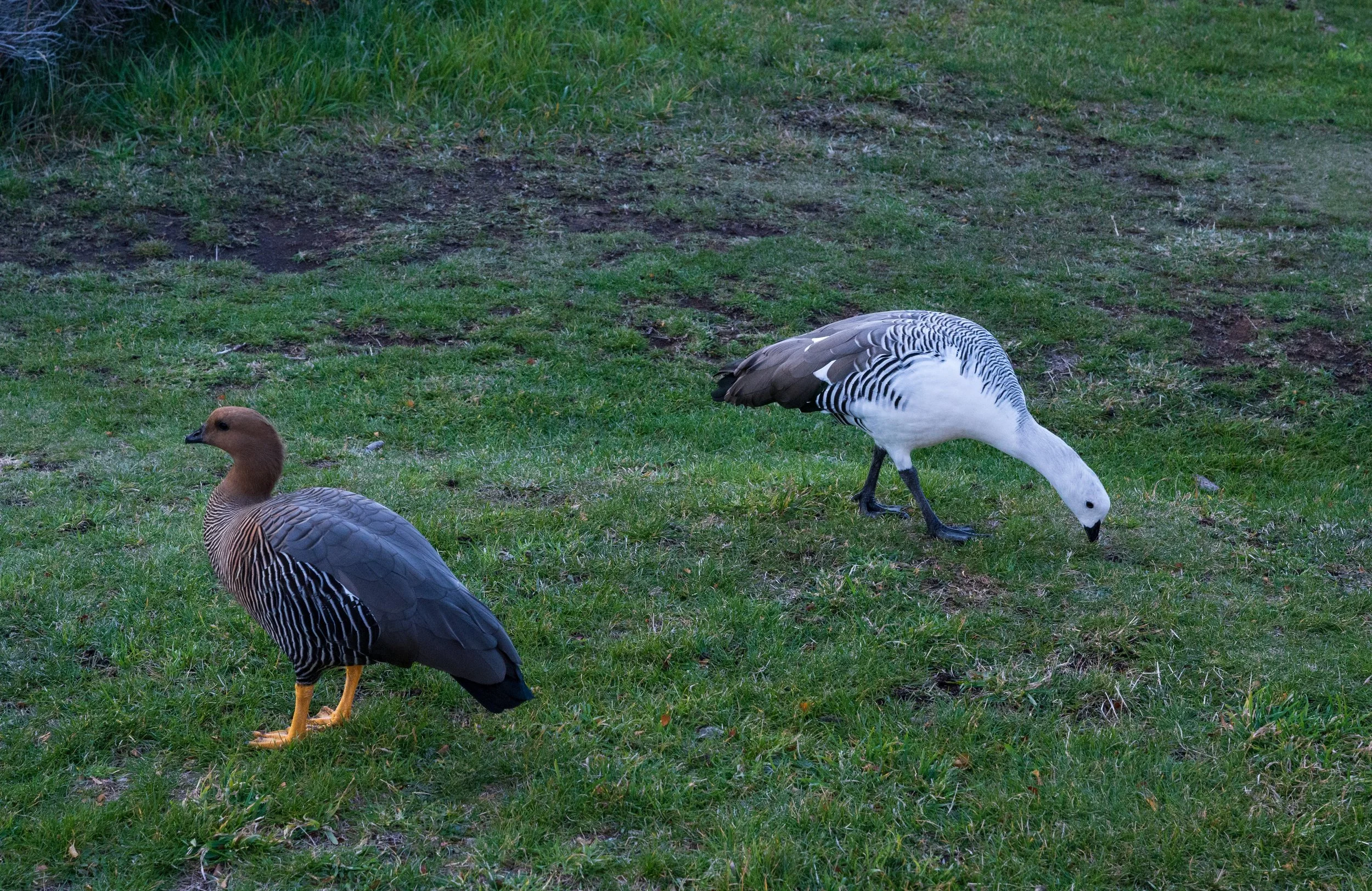 The Upland Goose (Chloephaga picta), also known as the Magellan Goose, is quite common in  Patagonian grasslands, steppes, and coasts.  The male is mostly white.