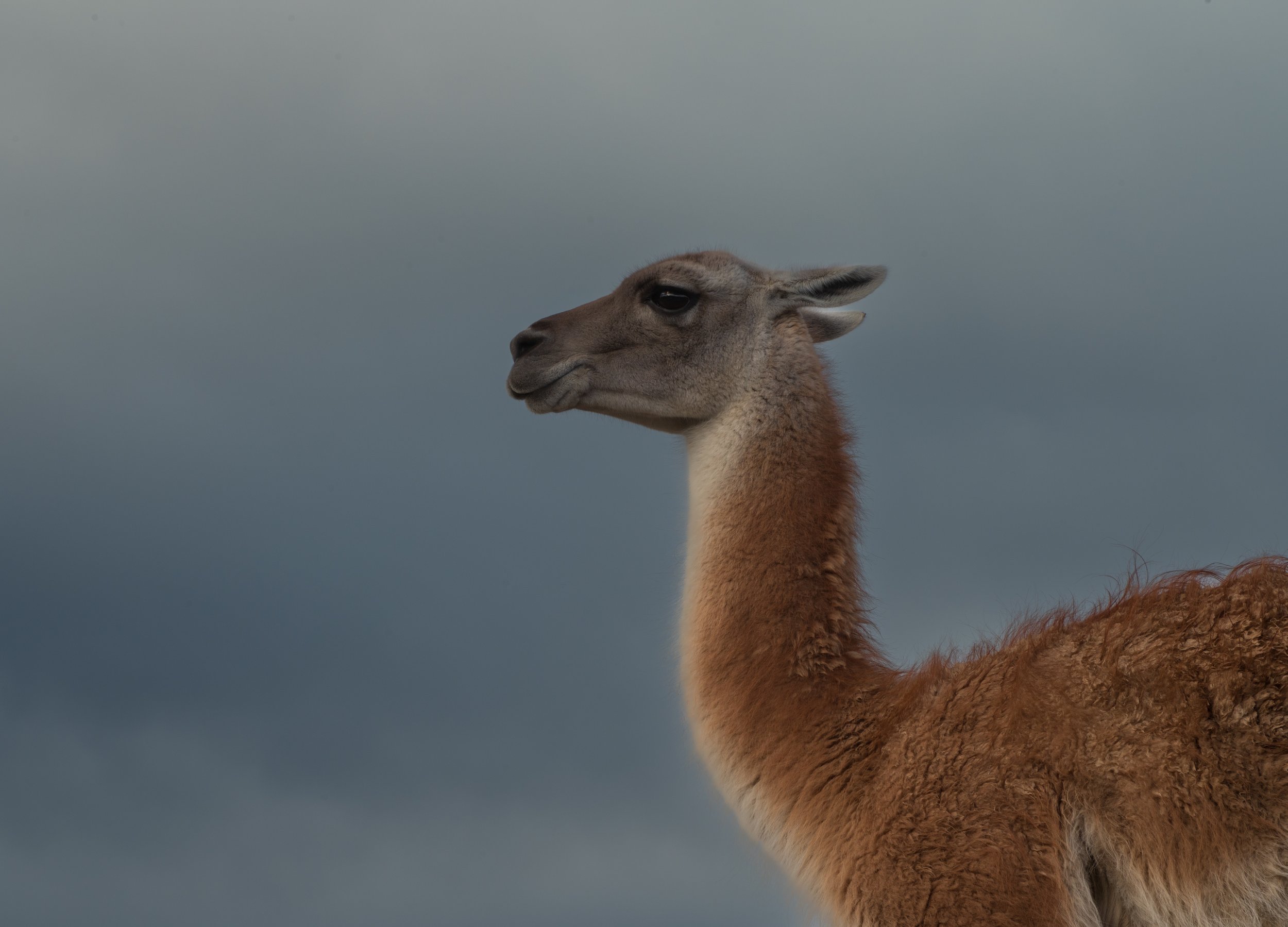 A member of the camelid family, the guanaco is the most common animal seen in Torres del Paine