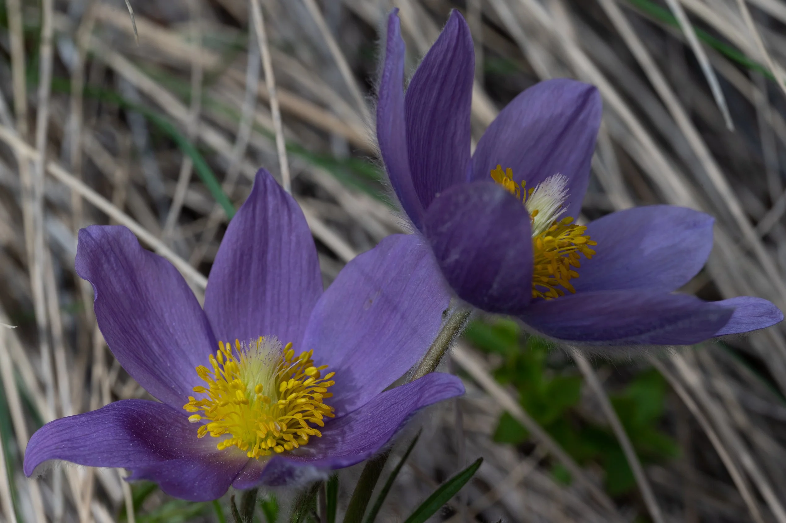 Fuzzy-tongue Penstemon - Penstemon eriantherus