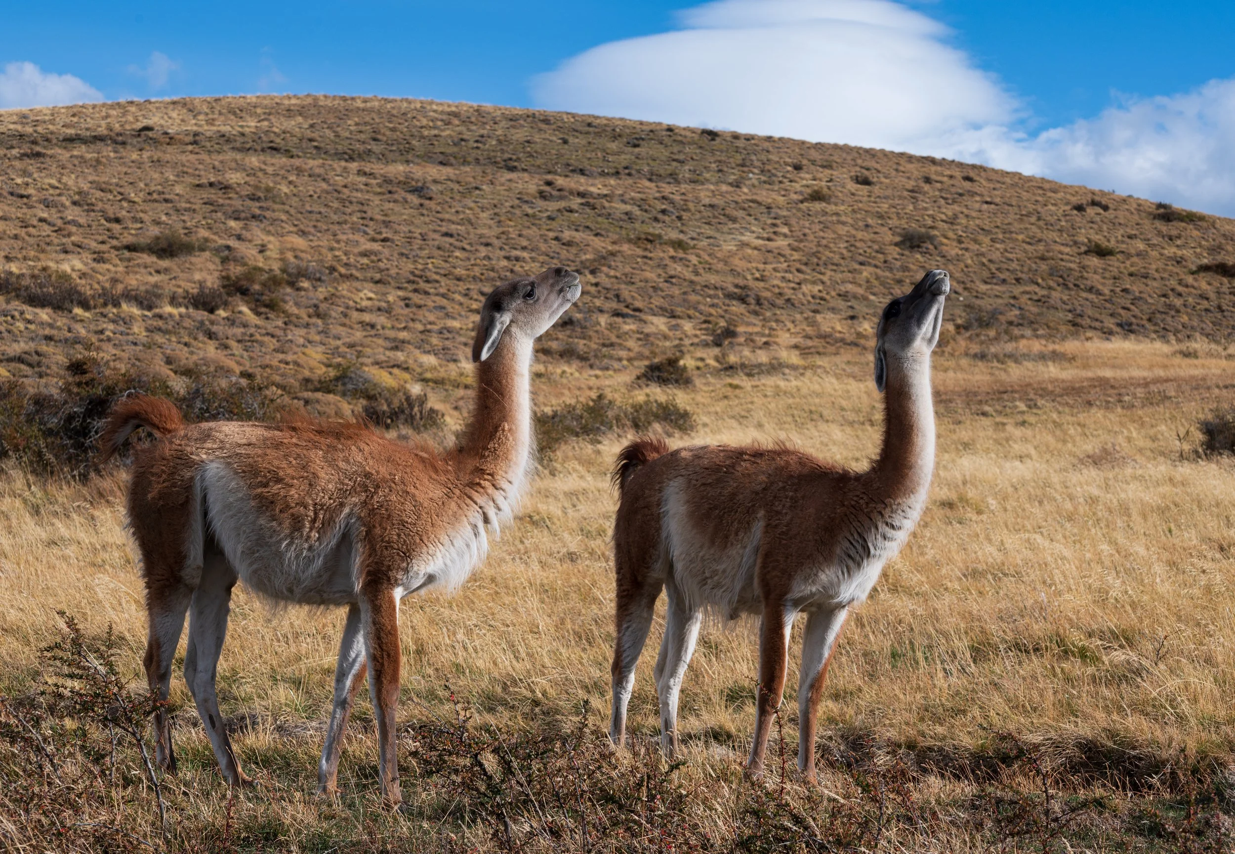 A pair of Guanacos swallowing some grass while making a gurgling sound