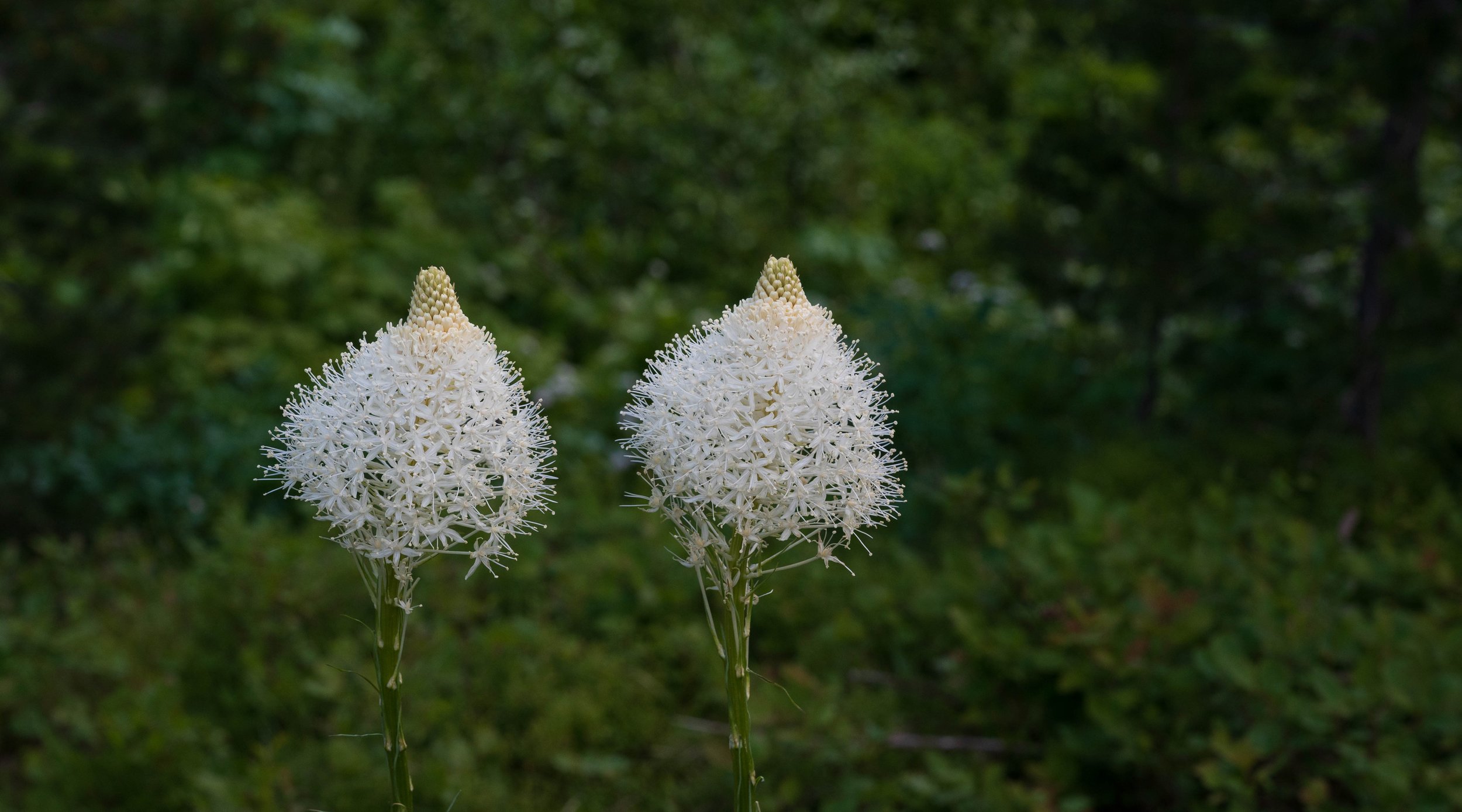 Bear Grass - Xerophyllum tenax