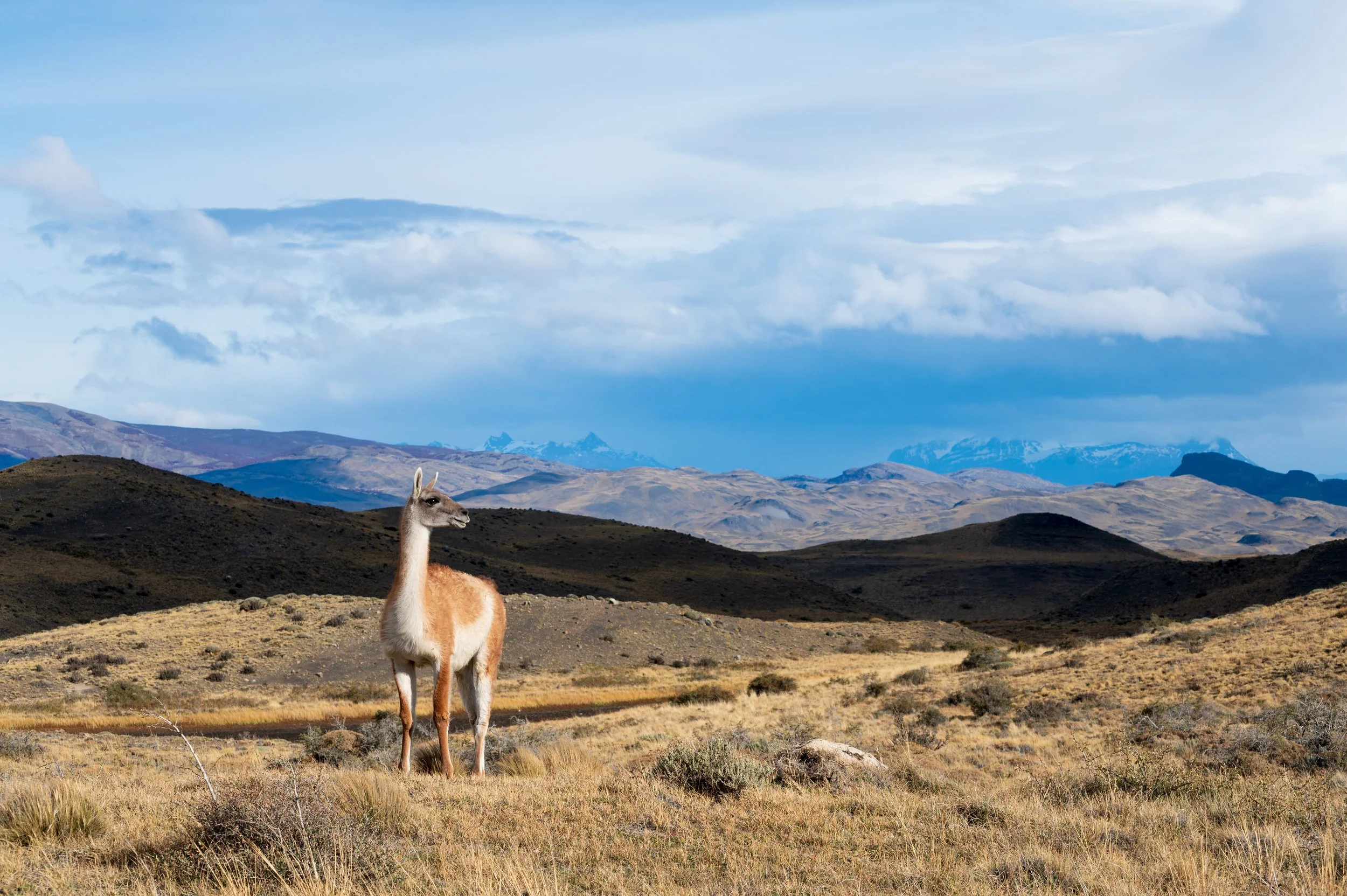 A member of the camelid family, the guanaco is the most common animal seen in Torres del Paine