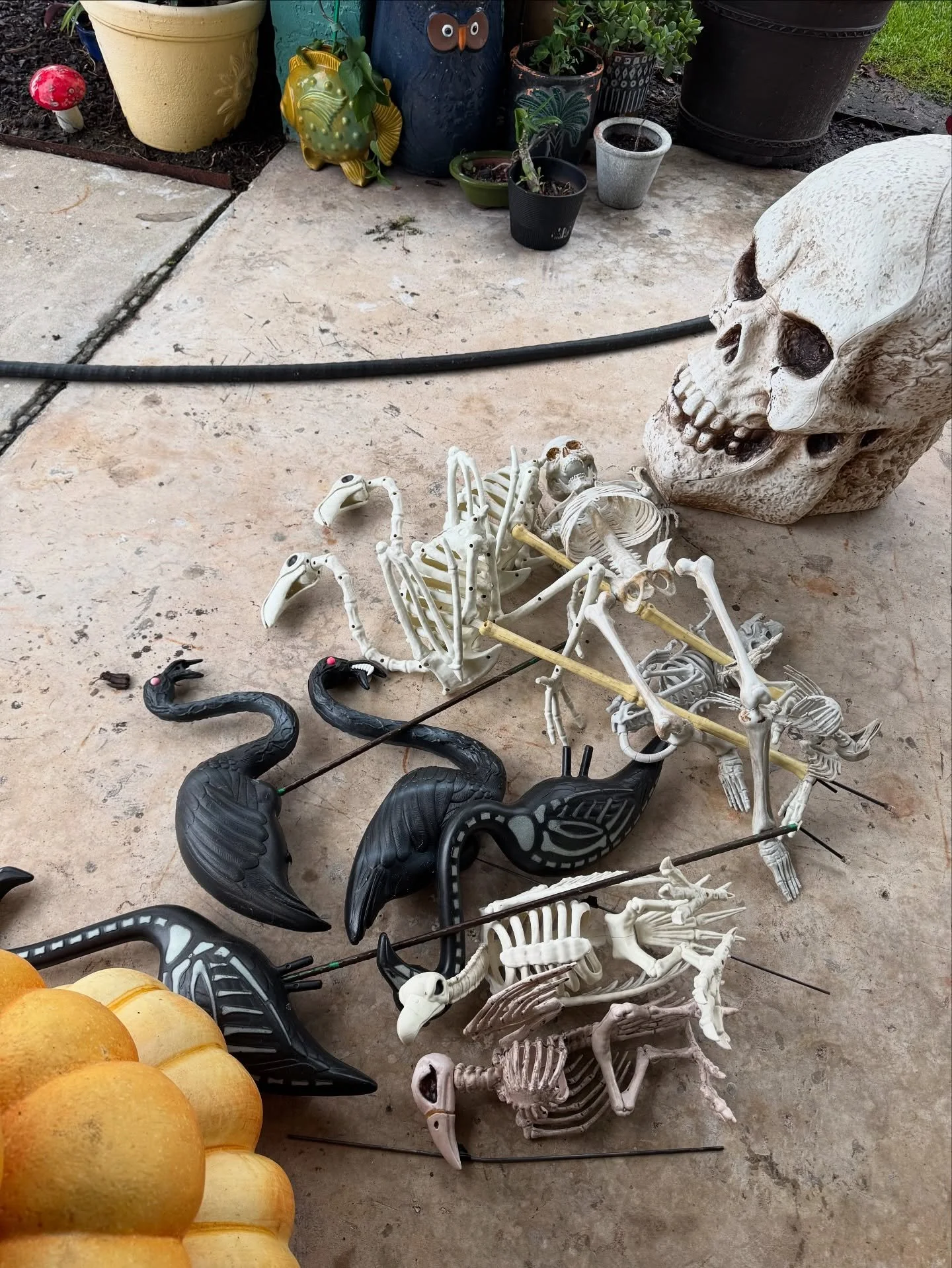 Spooky season engaged at home 👻🖤🕷️💀
#spookyscaryskeletons
#spookyseason
#flamingoes
