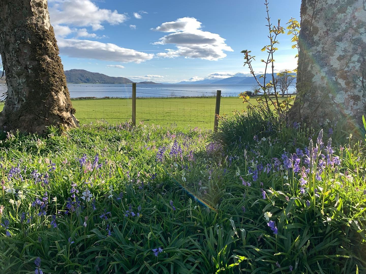 Spring.. beautiful bluebells 

#scottishhighlands #onich #besidetheloch #fortwilliam #fortwilliamscotland #springbreaks #familyholidays #scottishselfcatering #highlandaccommodation #lochside #lochlinnhe #lochlinnheviews #gettingawayfromitall #glencoe