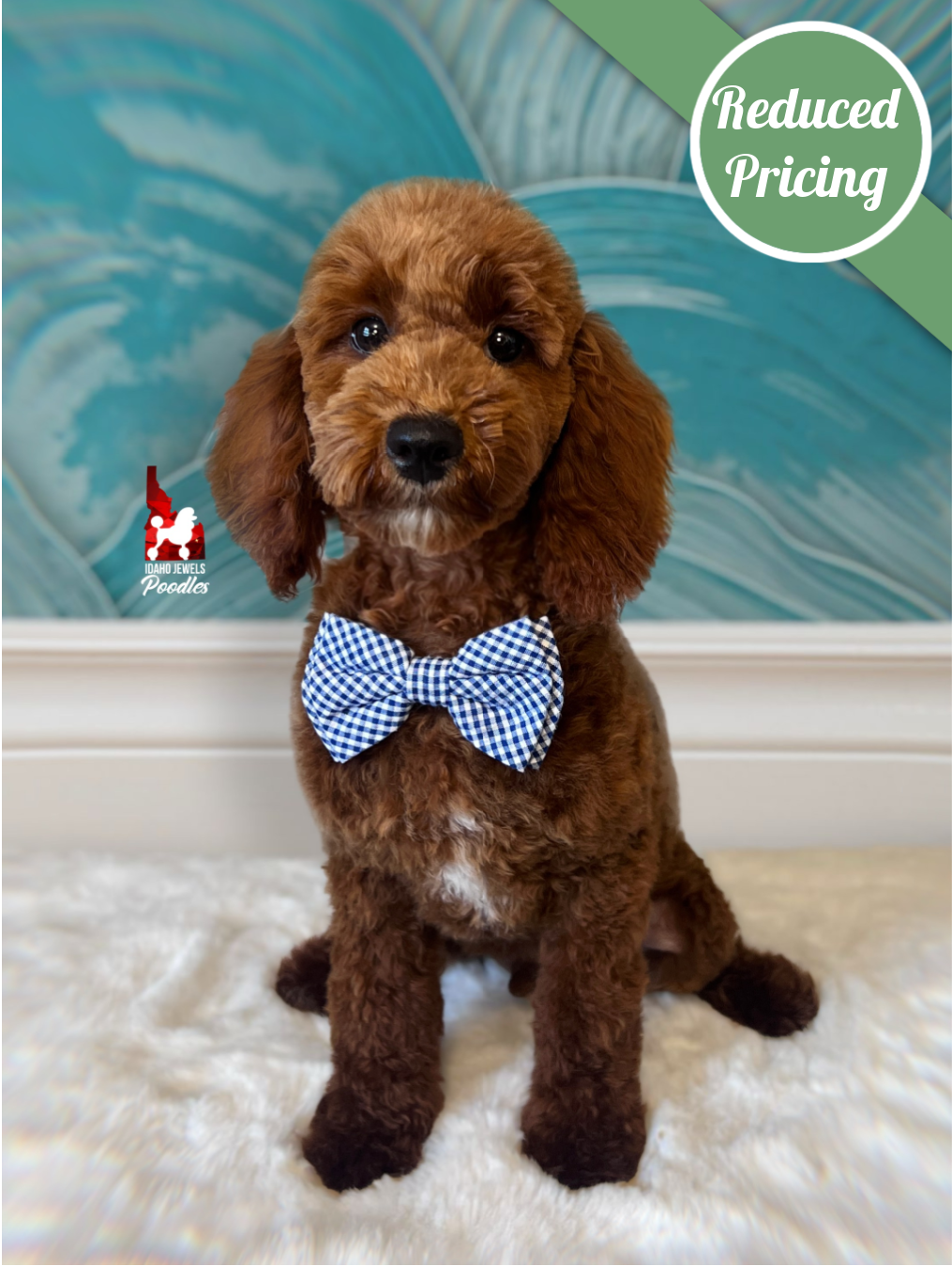 Hudson, Red w/ White Large Mini Poodle Boy ~ Breeder or Pet