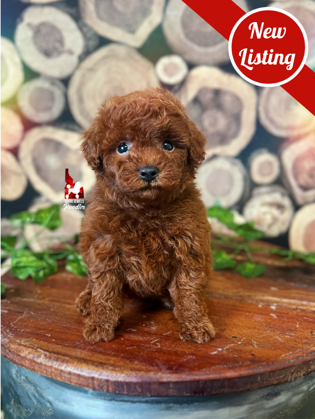 River, Red Toy Poodle Boy~ Pet