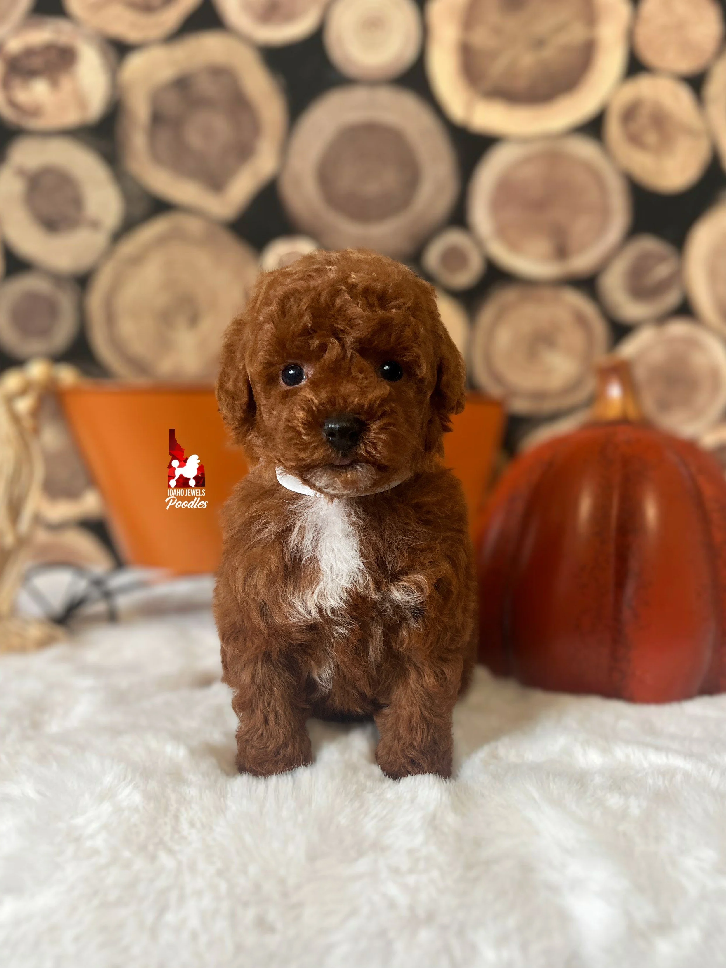 Levi - 6 wks (1).jpeg