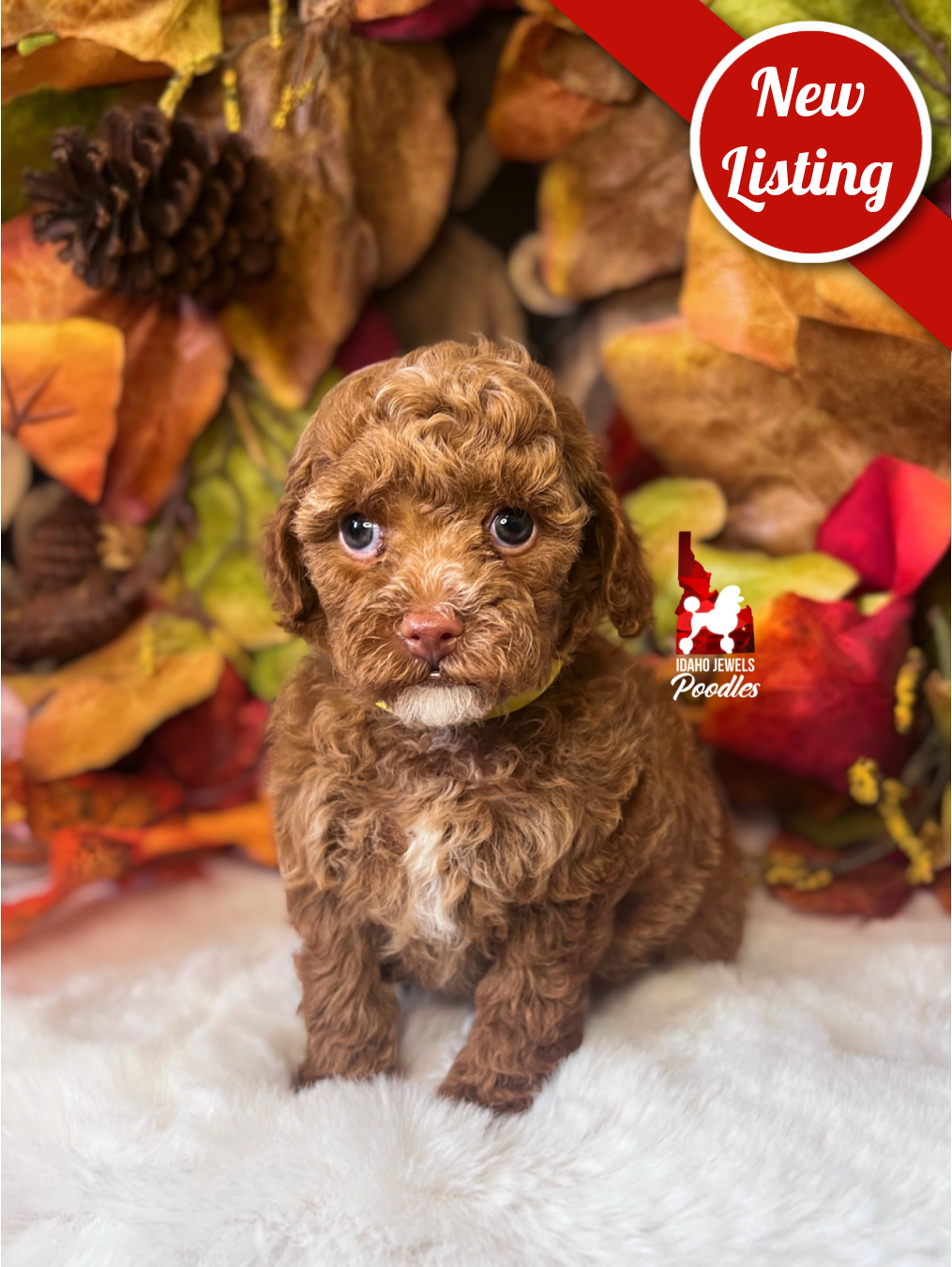 Symphony, Red Toy Poodle Girl ~ Pet