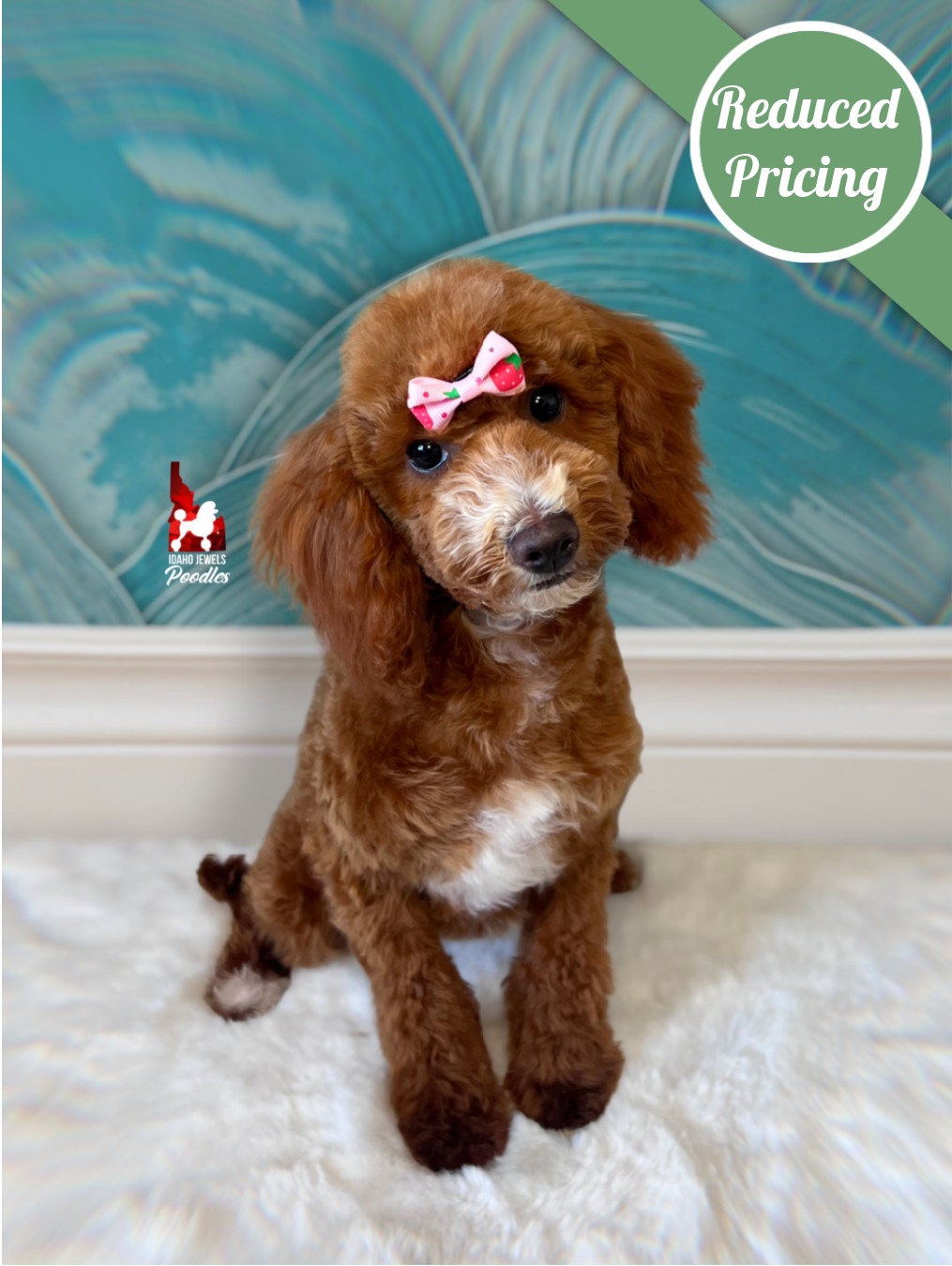 Florence, Red w/ White Large Mini Poodle Girl ~ Pet