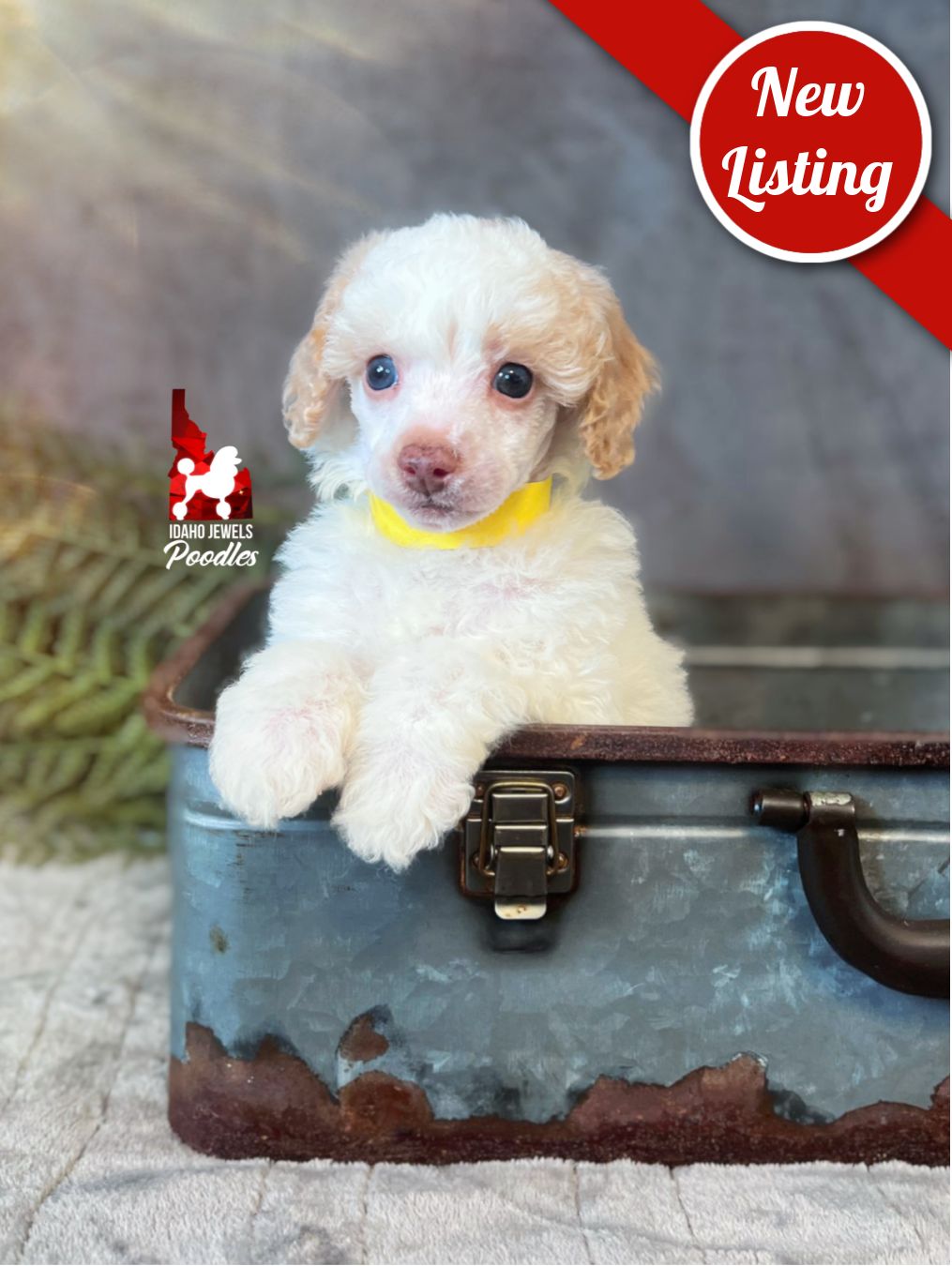 Faye, Red/Apricot Parti Small Mini Poodle Girl~ Pet