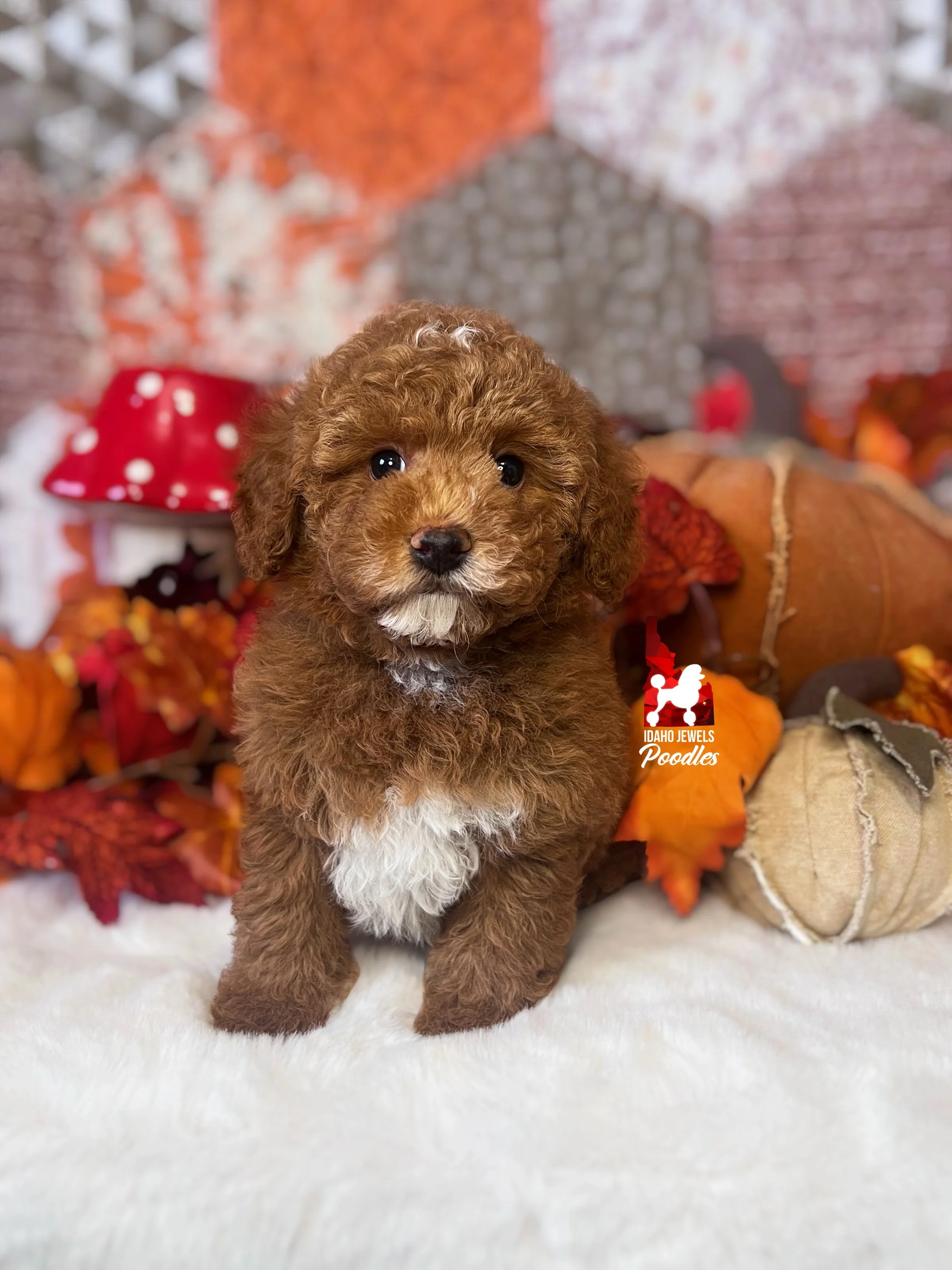 Rolo, Red w/ White Small Mini Poodle Boy~ Breeder or Pet