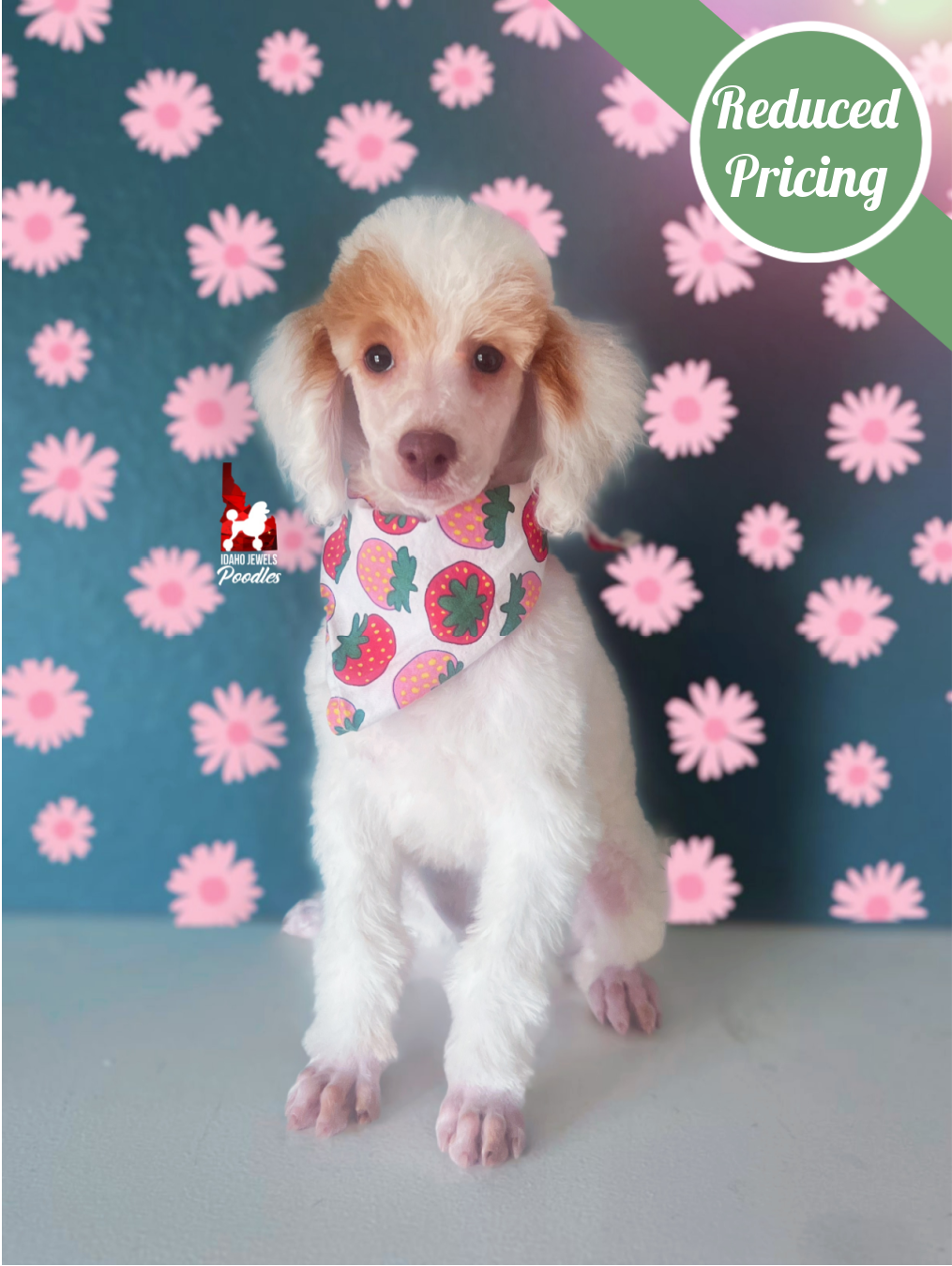 Potter, Red Parti (Hidden Brown Tri & Clear) Mini Poodle Boy ~ Breeder or Pet